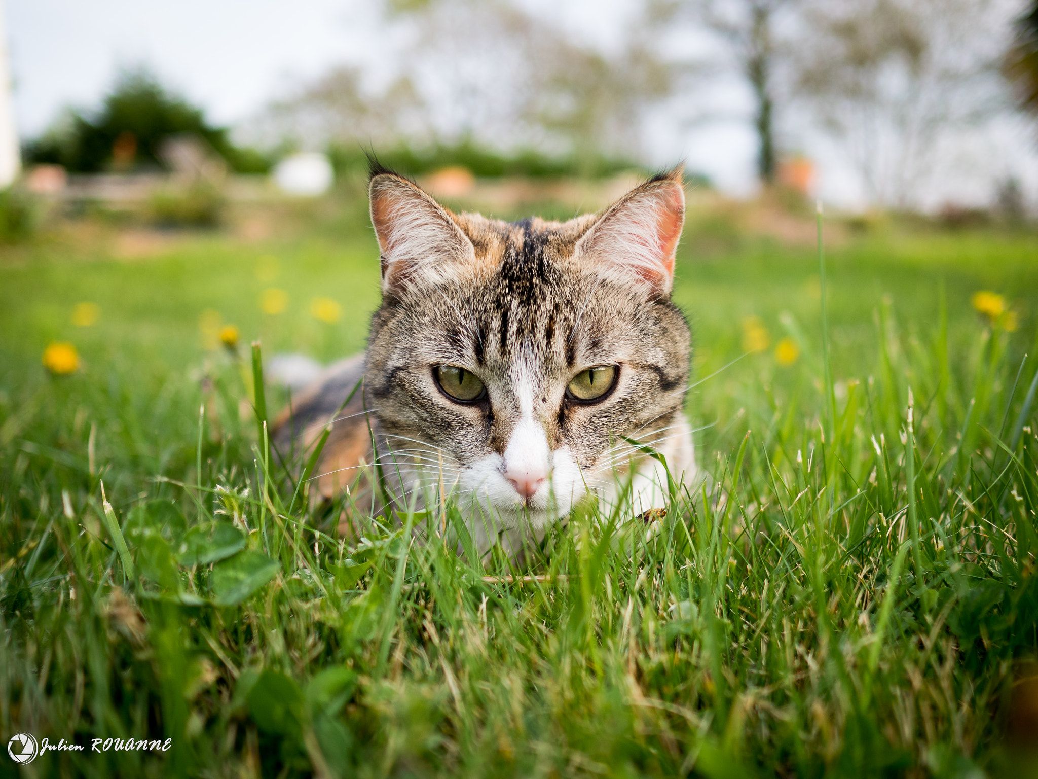 Olympus OM-D E-M5 II + Olympus M.Zuiko Digital 17mm F1.8 sample photo. Félin en herbe ! photography