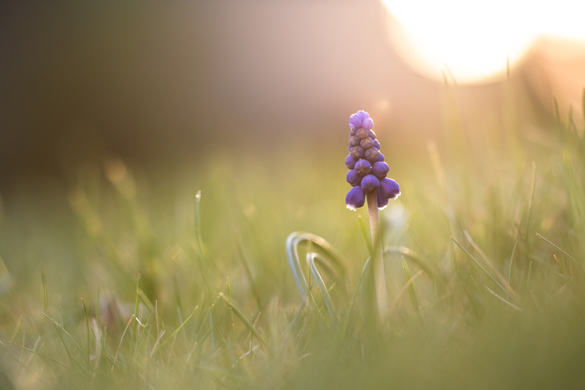 Canon EF 100mm F2.8L Macro IS USM sample photo. Grape hyacinths photography