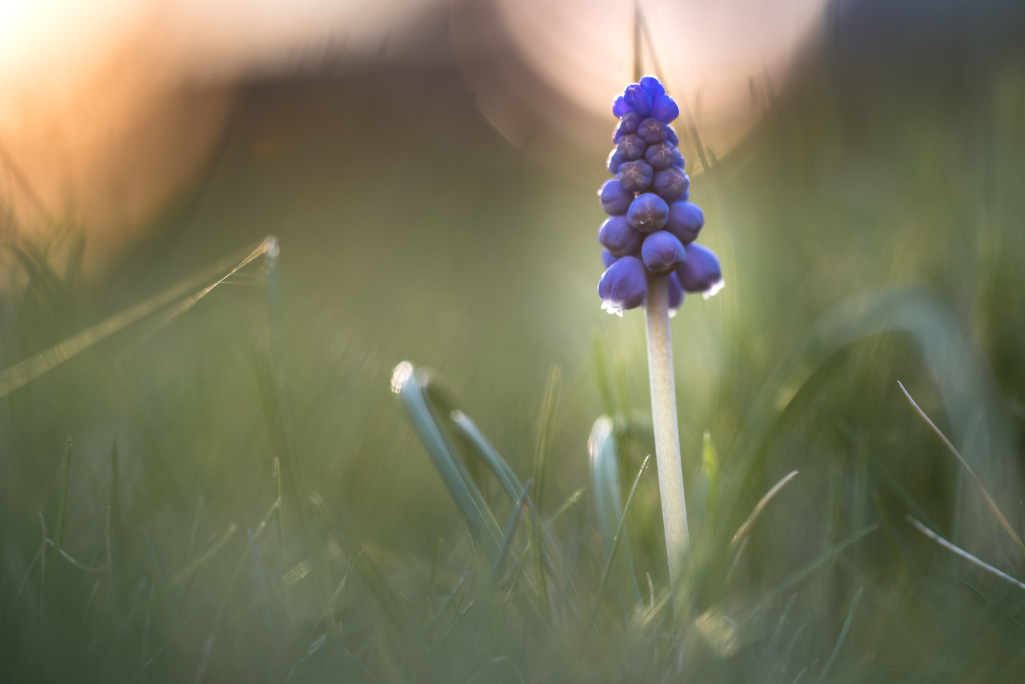 Canon EF 100mm F2.8L Macro IS USM sample photo. Grape hyacinths photography