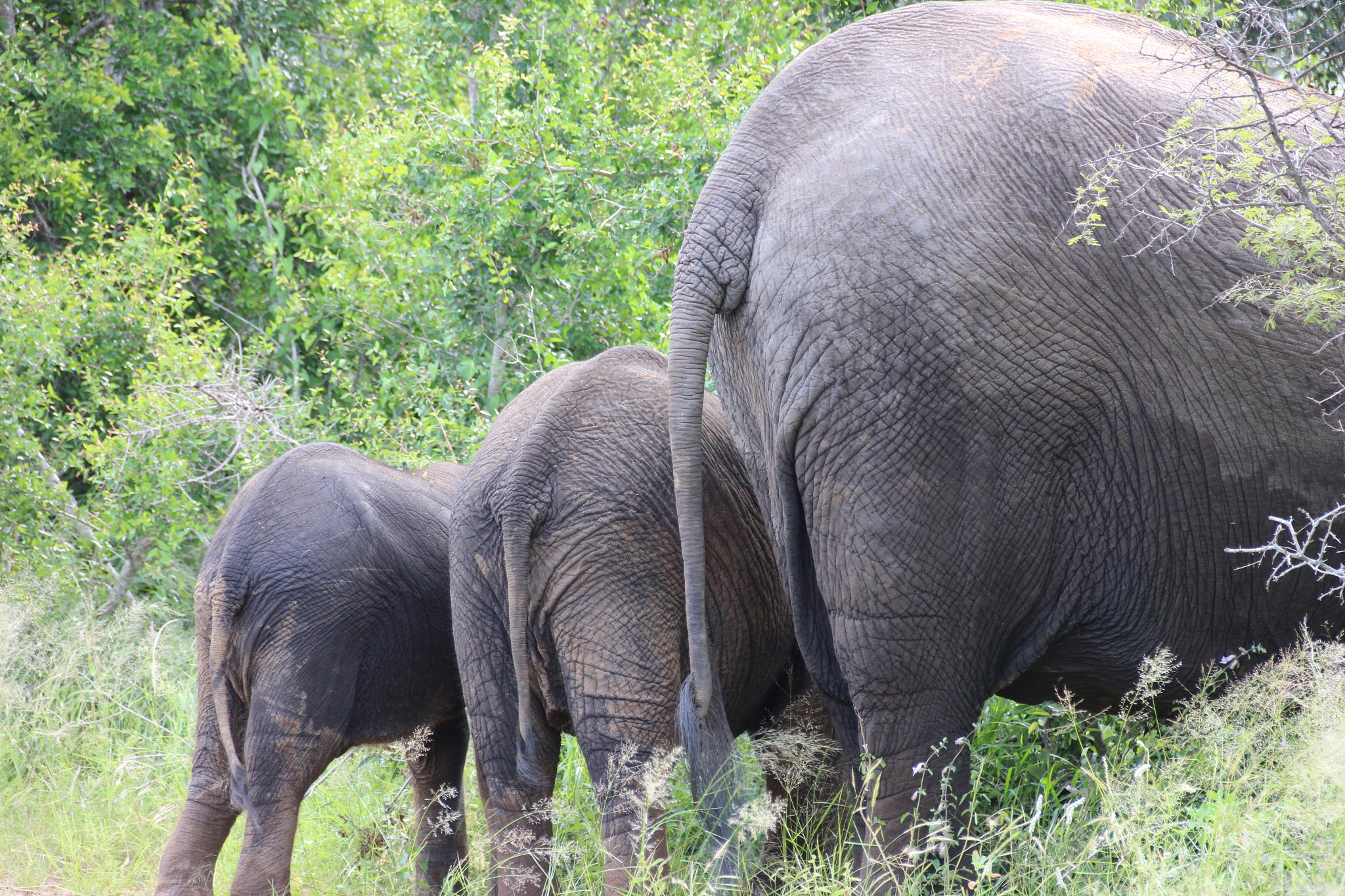 Sigma 18-250mm F3.5-6.3 DC OS HSM sample photo. South africa photography