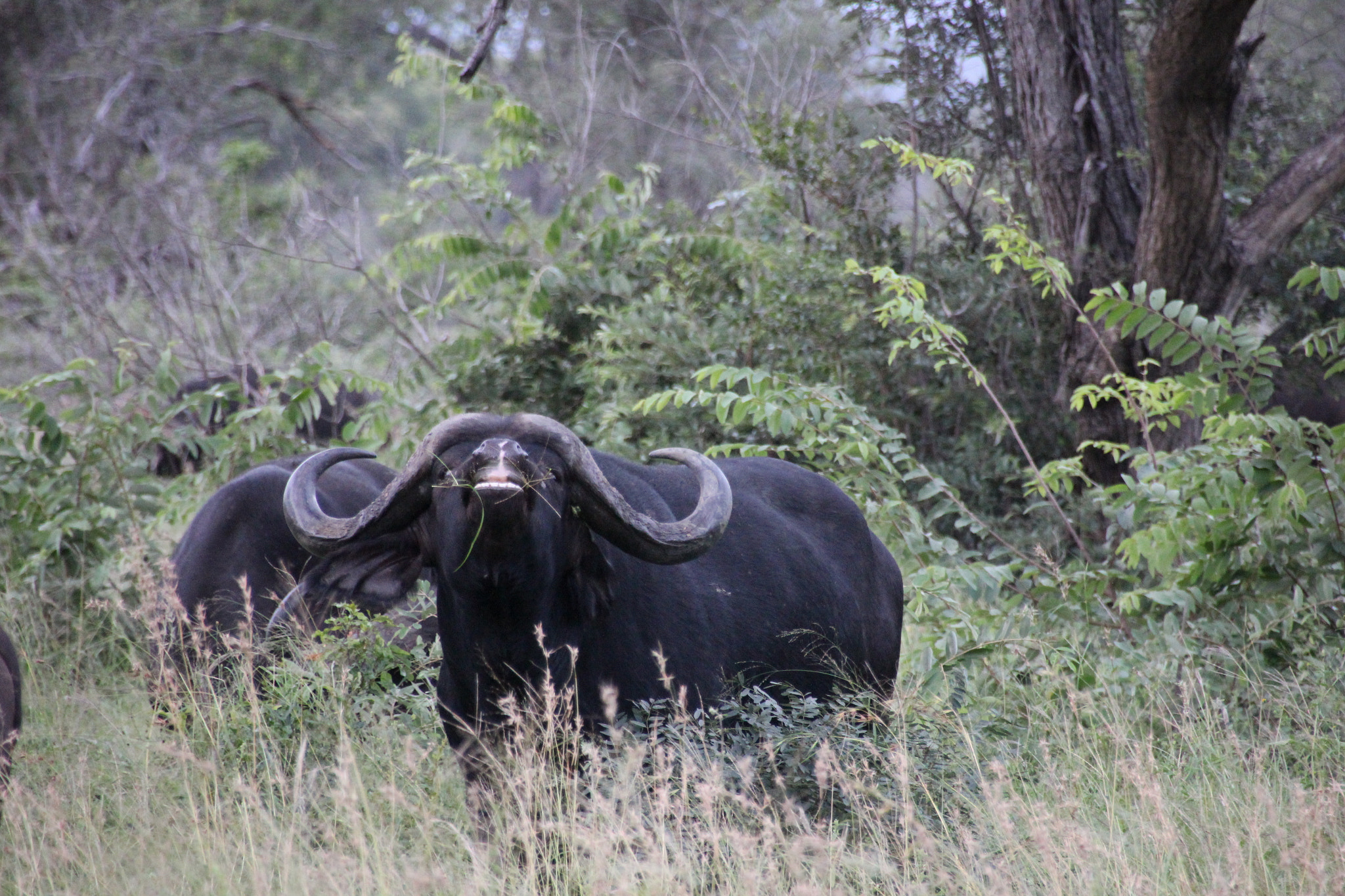 Canon EOS 600D (Rebel EOS T3i / EOS Kiss X5) sample photo. South africa photography