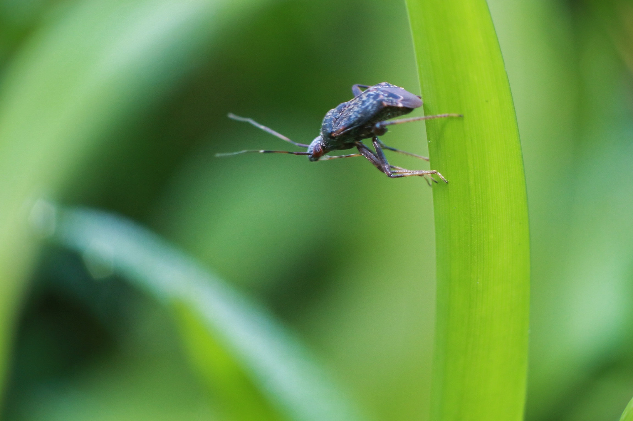 Canon EOS M3 sample photo. Insect photography