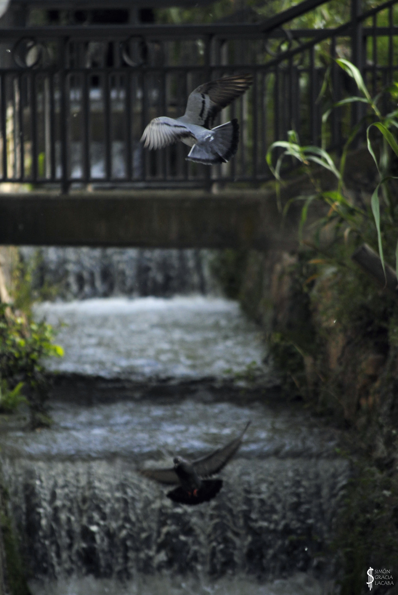 Nikon D3000 sample photo. Pigeons on the canal photography