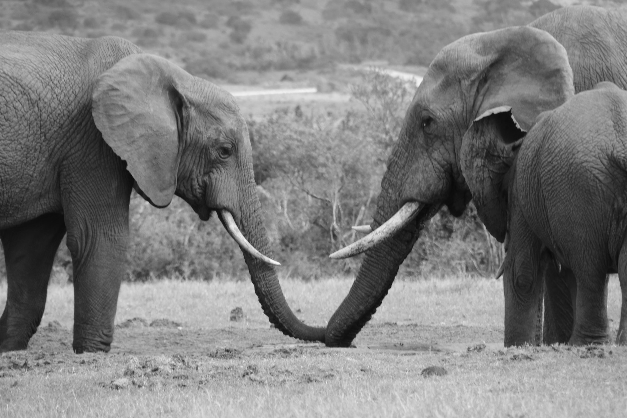 Sigma 18-250mm F3.5-6.3 DC OS HSM sample photo. South africa photography