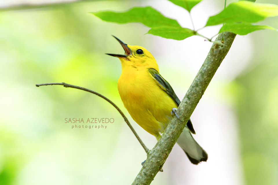 Canon EOS 7D + Canon EF 400mm F5.6L USM sample photo. Prothonotary warbler photography