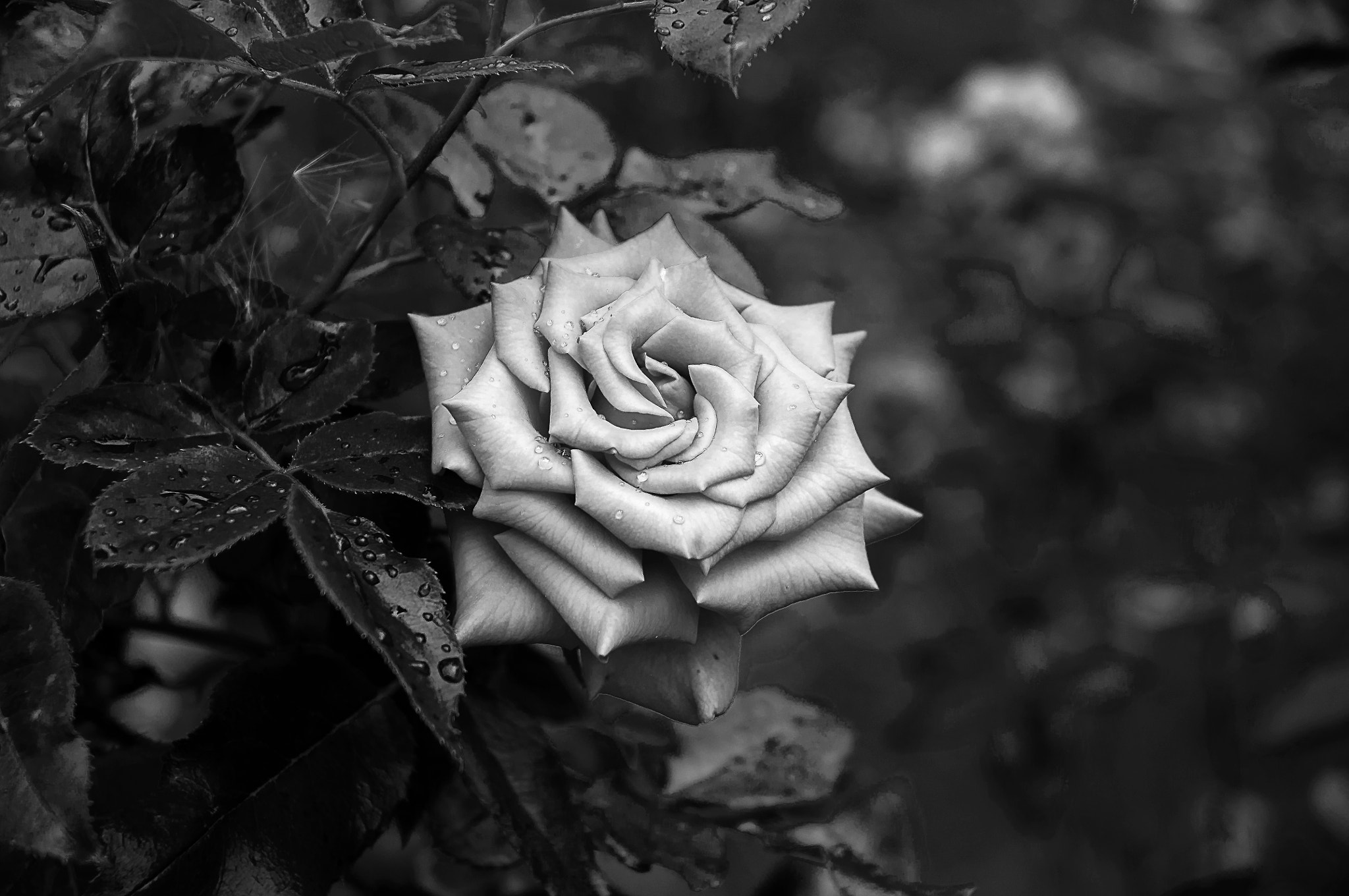 Nikon D90 sample photo. Роза photography