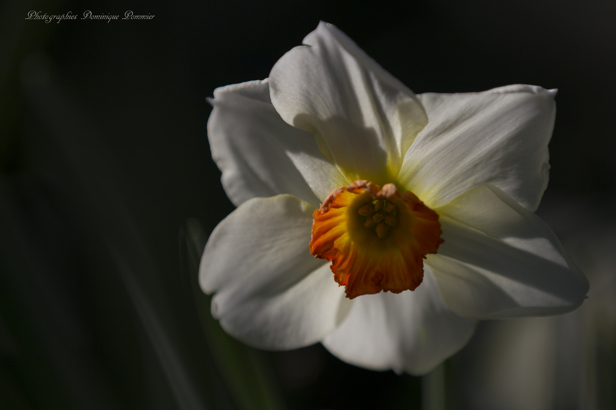 Canon EF 70-200mm F2.8L IS II USM sample photo. Printemps photography