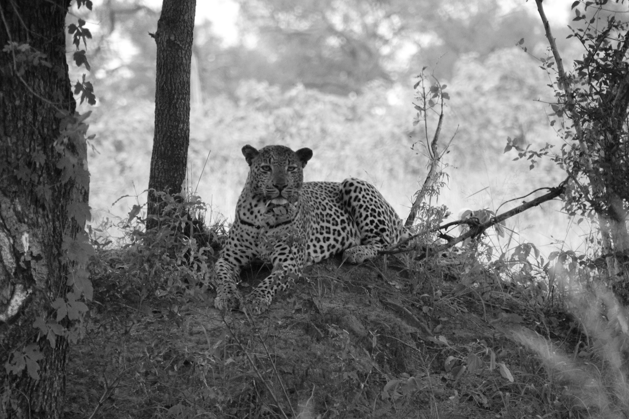 Sigma 18-250mm F3.5-6.3 DC OS HSM sample photo. South africa photography