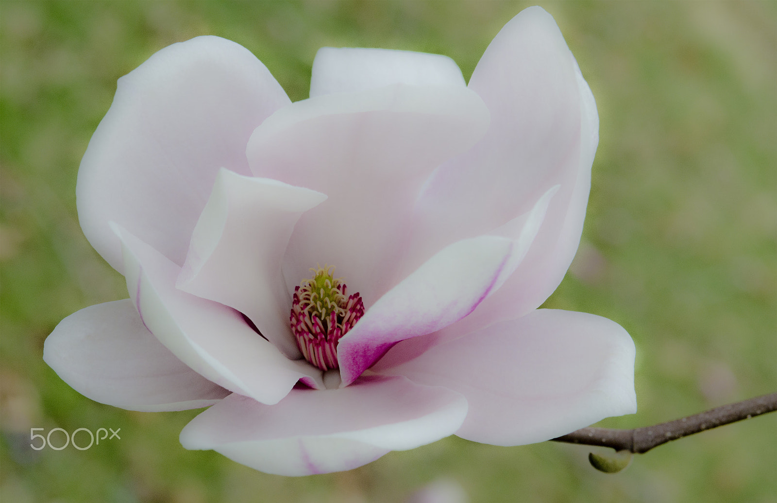Nikon AF-S Micro-Nikkor 105mm F2.8G IF-ED VR sample photo. Magnolia soft photography