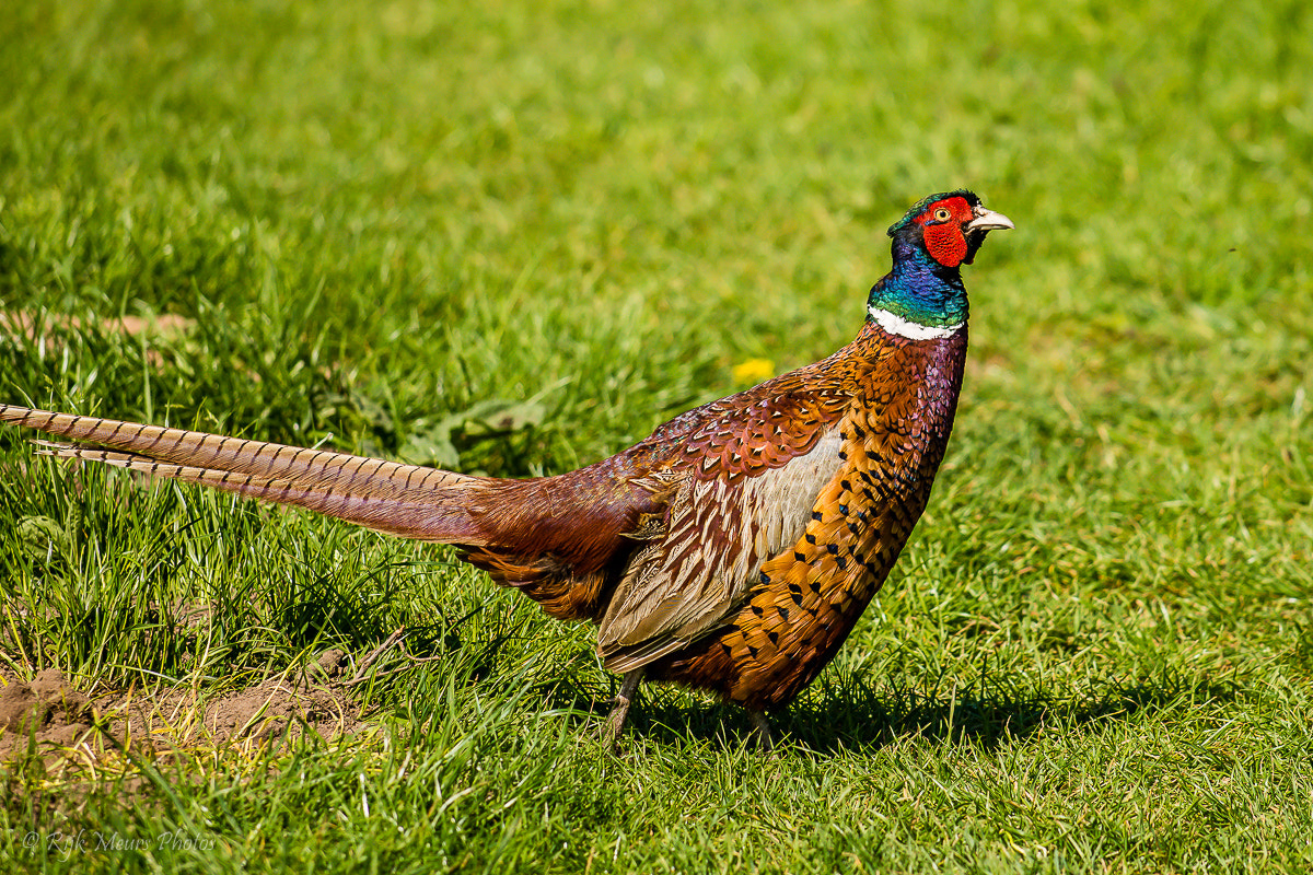 Nikon AF-S Nikkor 70-200mm F4G ED VR sample photo. Male phesant photography