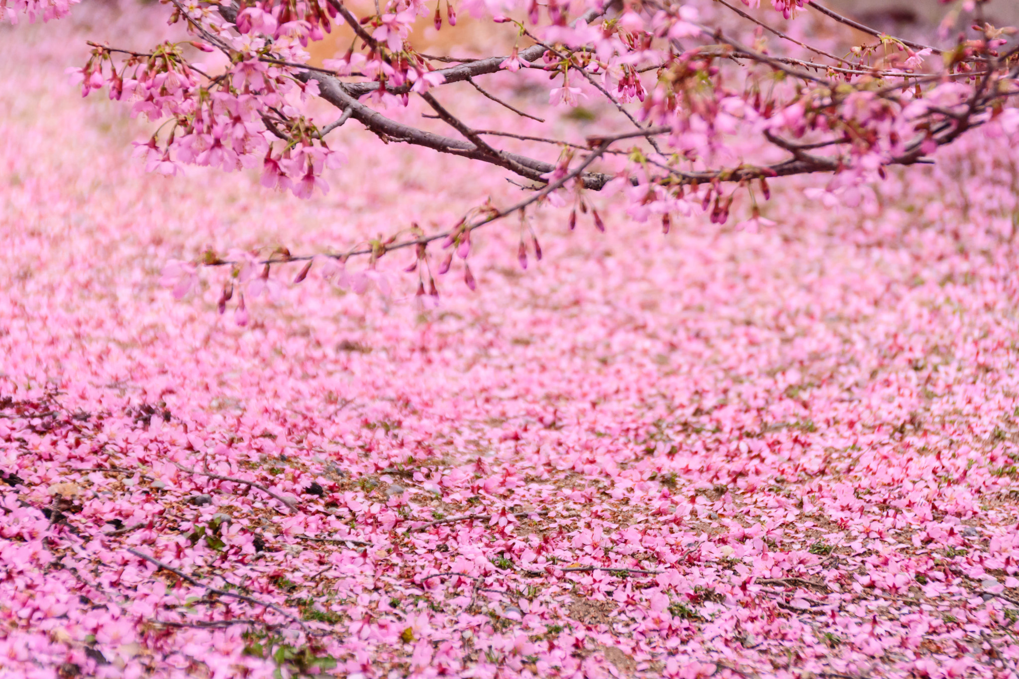 Sigma 18-200mm F3.5-6.3 II DC OS HSM sample photo. Pinky photography