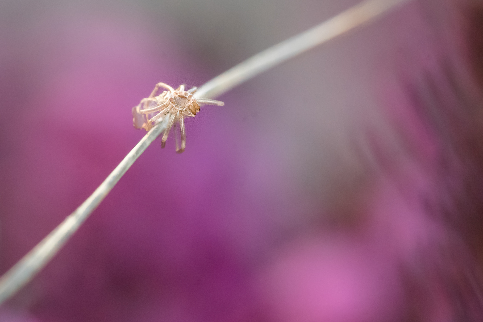 Sony a7R II sample photo. Some macro in my garden - what's that? photography