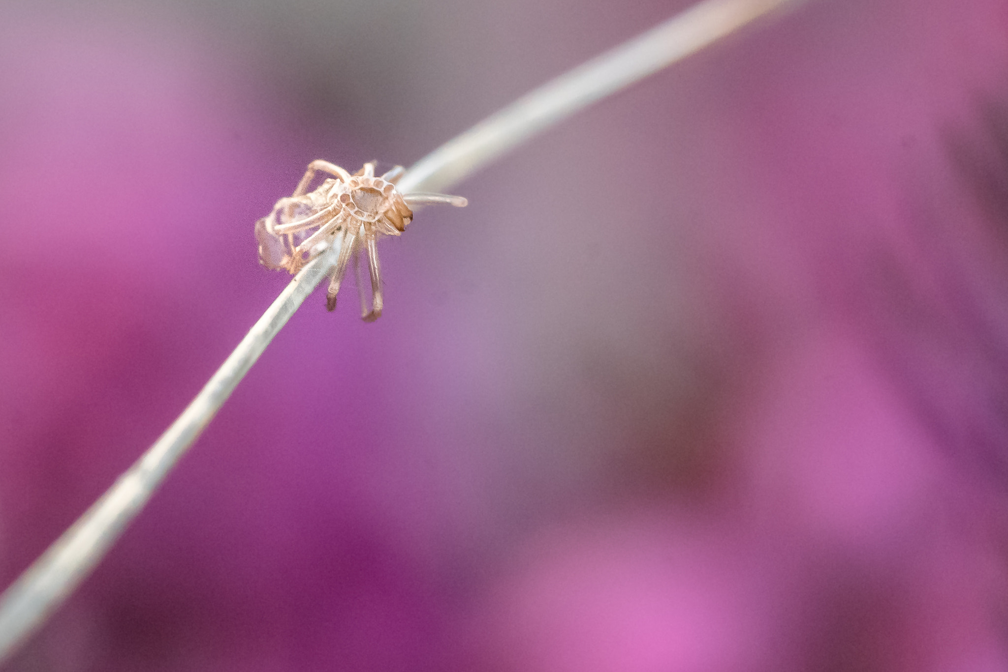 Sony a7R II sample photo. Some macro in my garden - what's that? photography