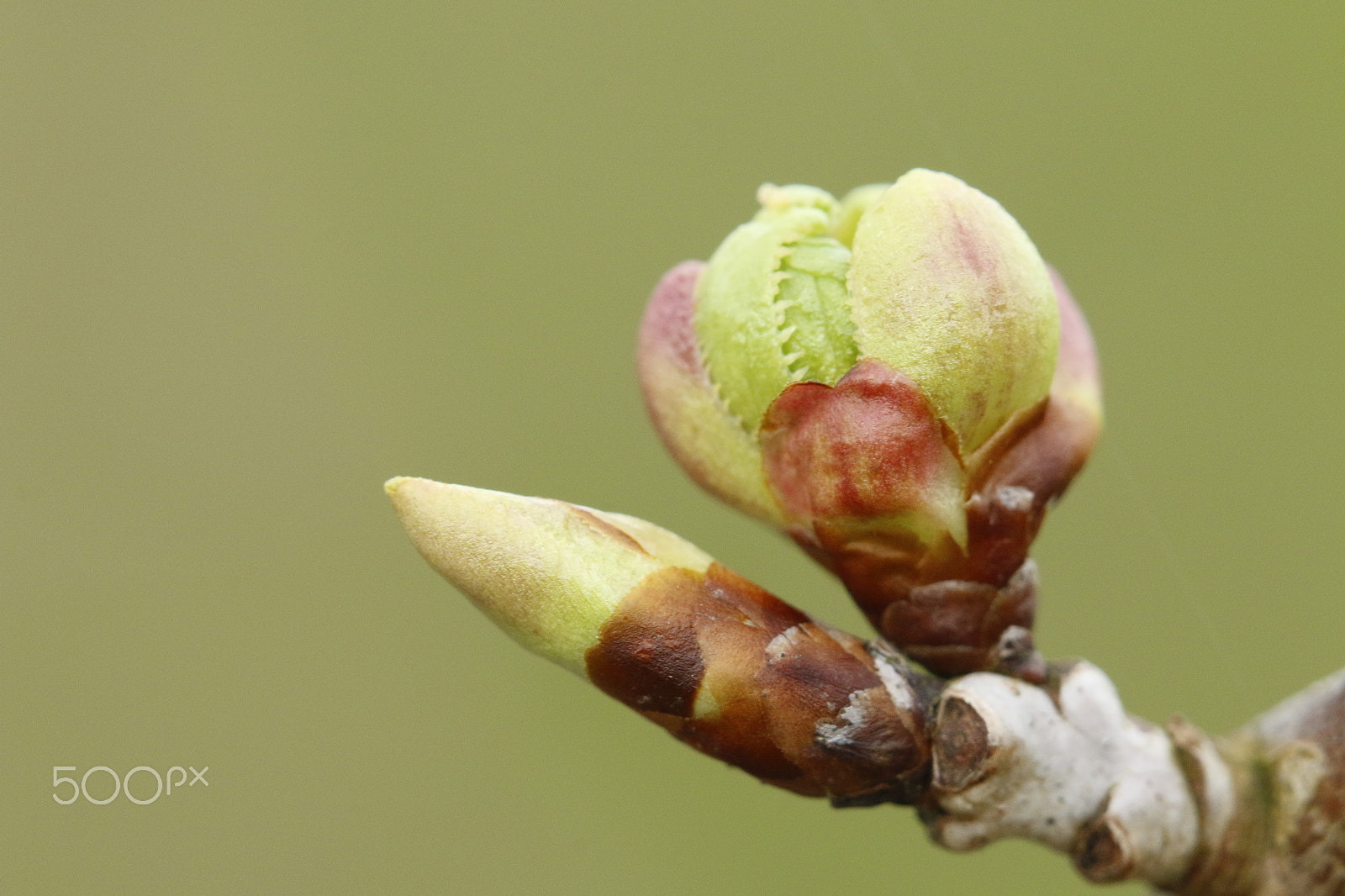 Canon EOS 70D sample photo. Flower bud of cherry blossom photography