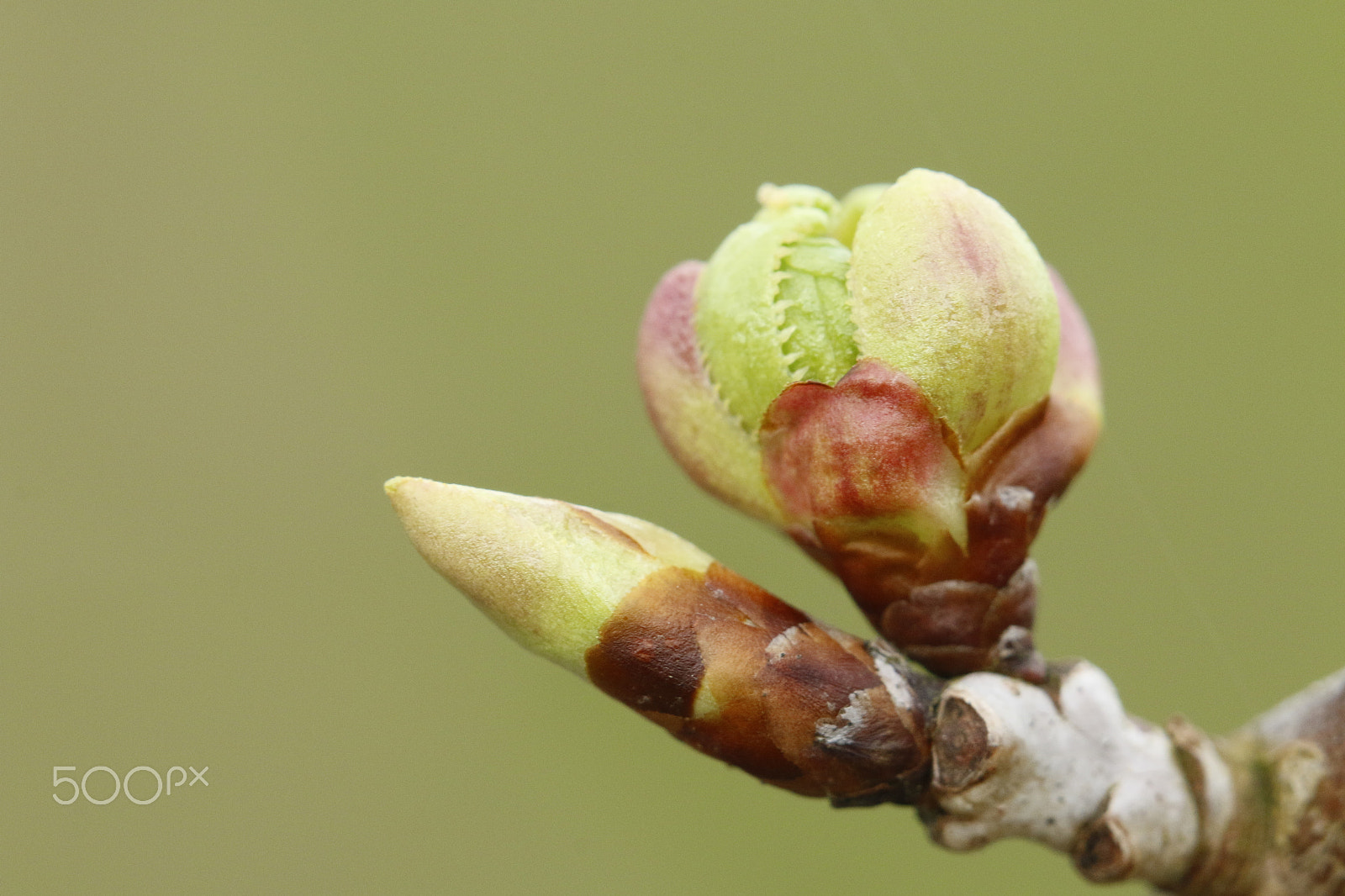 Sigma APO Macro 180mm F2.8 EX DG OS HSM sample photo. Flower bud of cherry blossom photography