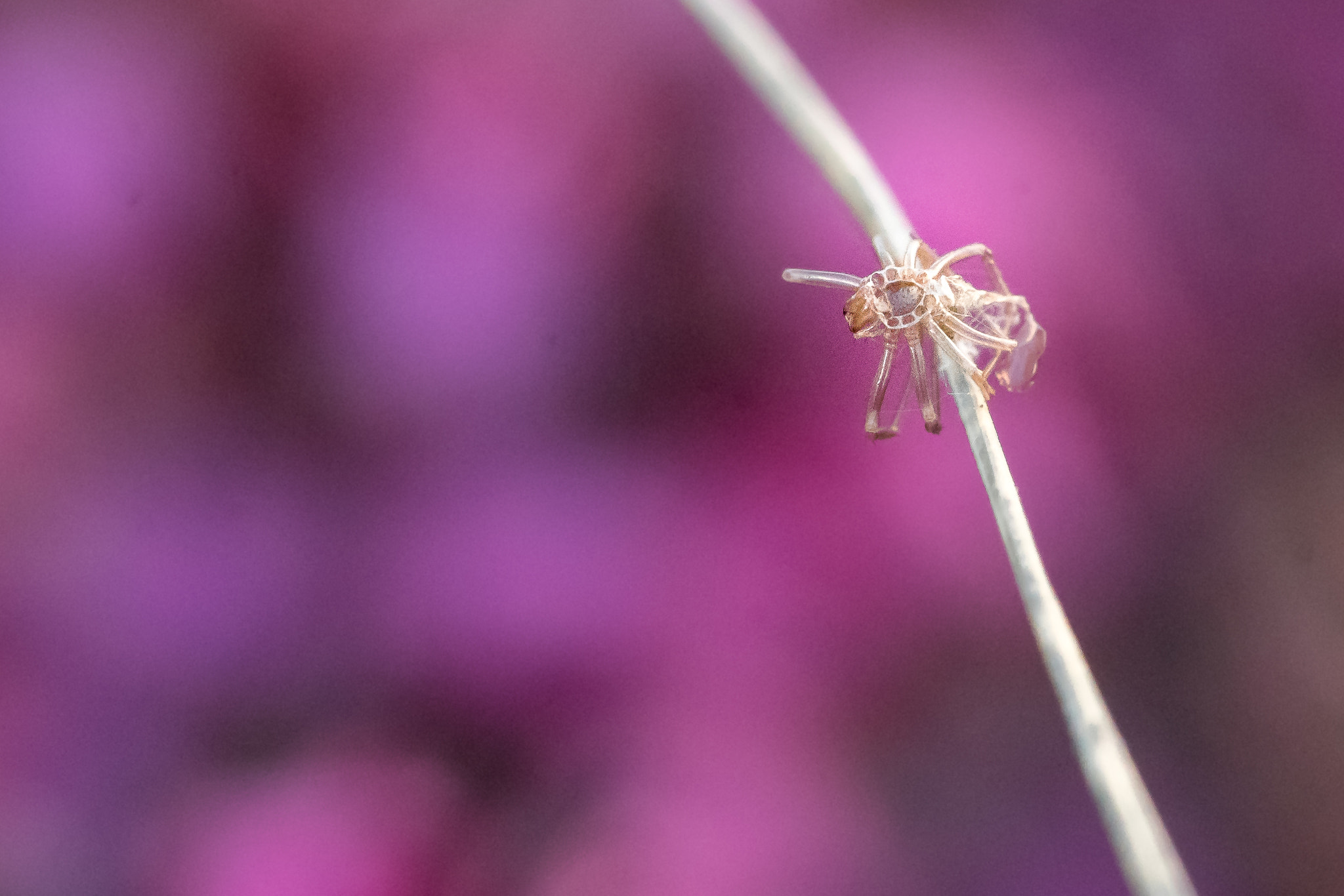 Canon EF 100mm F2.8L Macro IS USM sample photo. Some macro in my garden - what's that? photography