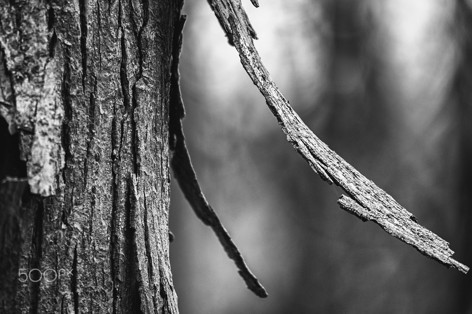 Canon EF-S 55-250mm F4-5.6 IS STM sample photo. "shagbark hickory?" photography