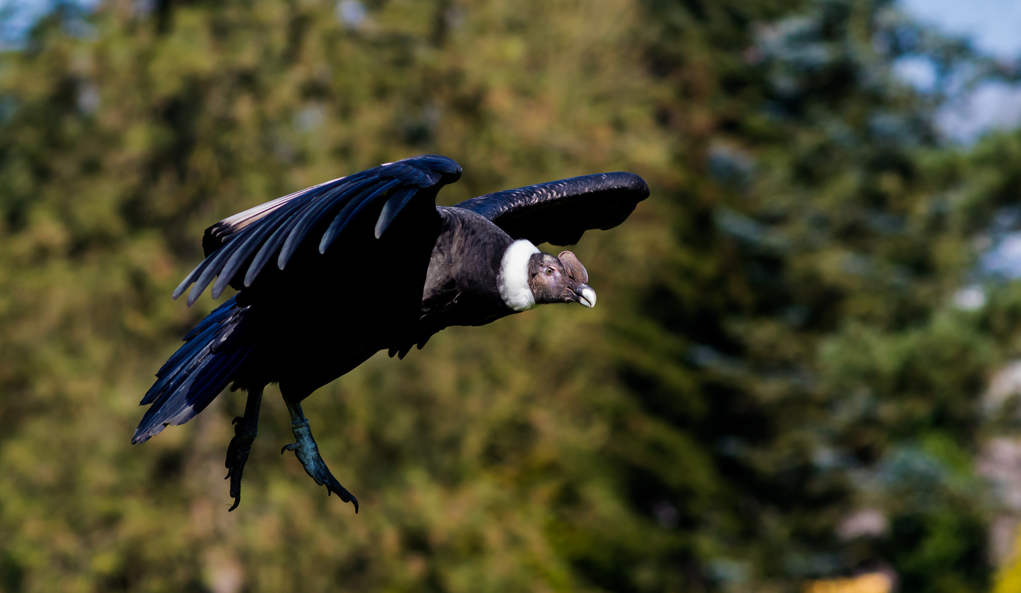 Canon EF 200mm F2.8L II USM sample photo. Condor photography