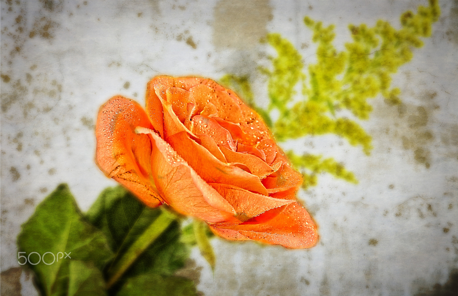 Nikon D7000 sample photo. Papaya rose photography