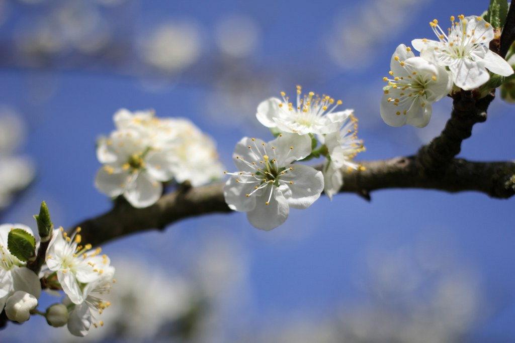 Canon EOS 60D sample photo. Blossom in spring photography