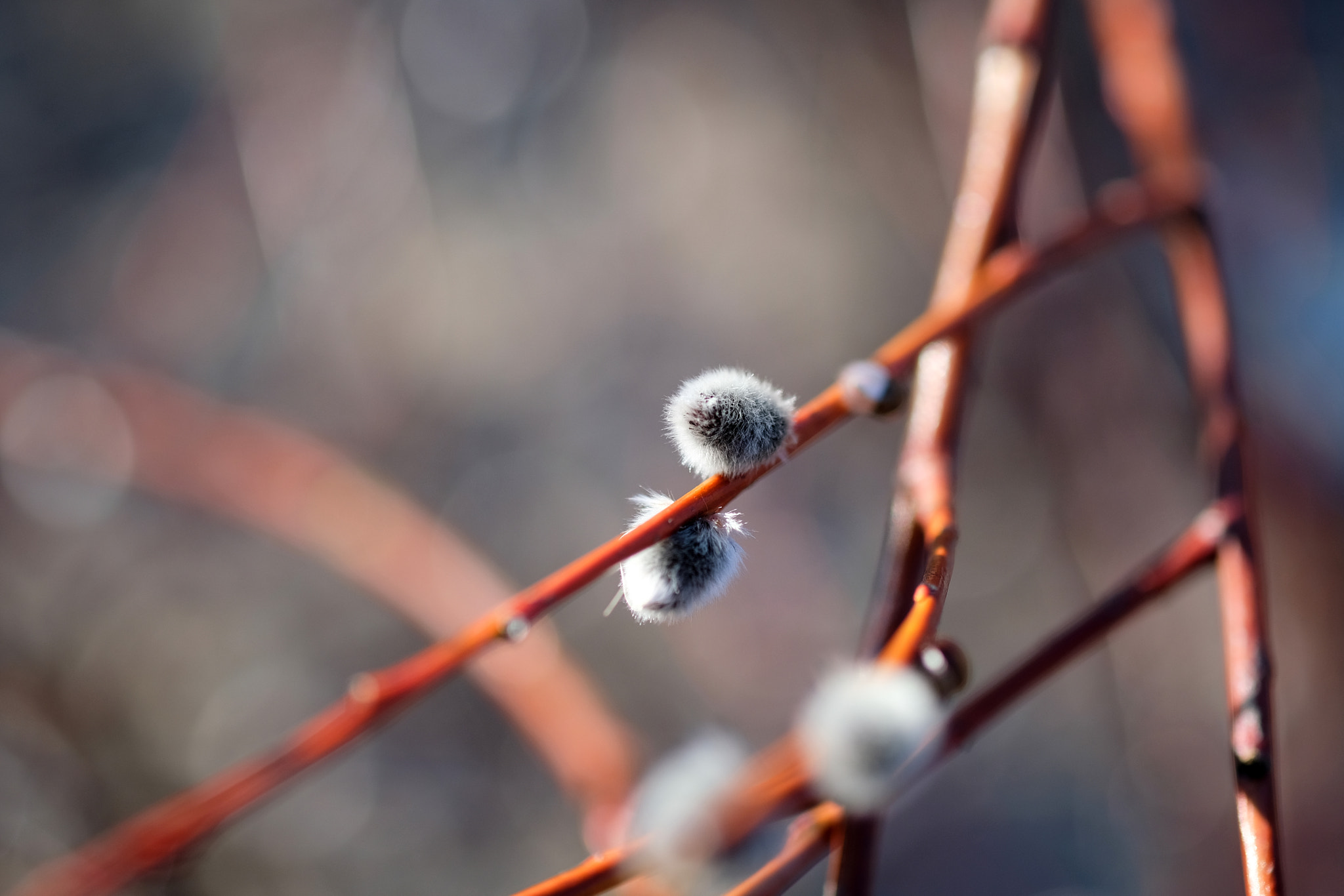 Fujifilm X-T2 + Fujifilm XF 60mm F2.4 R Macro sample photo. 2017-03-22 15.21.56.jpg photography