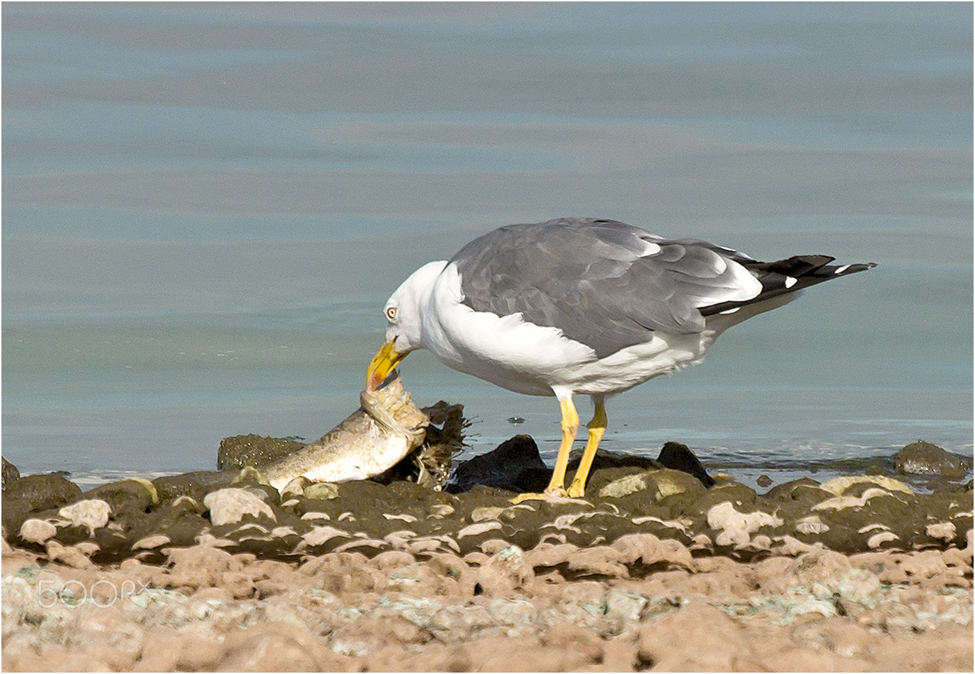 Sony 70-400mm F4-5.6 G SSM sample photo. Lesser blackbacked gull photography