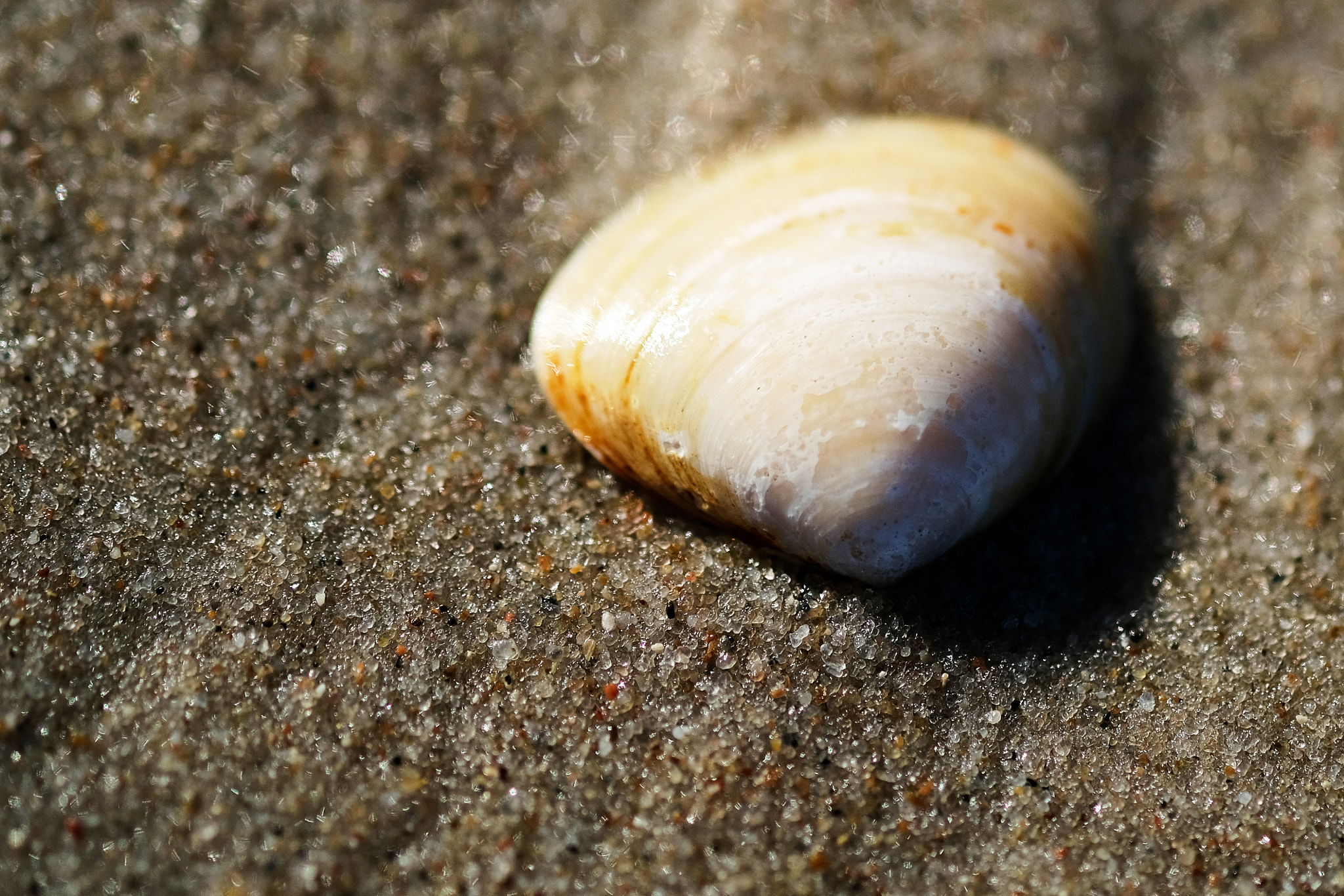 Fujifilm X-T2 + Fujifilm XF 60mm F2.4 R Macro sample photo. 2017-03-22 15.28.53.jpg photography