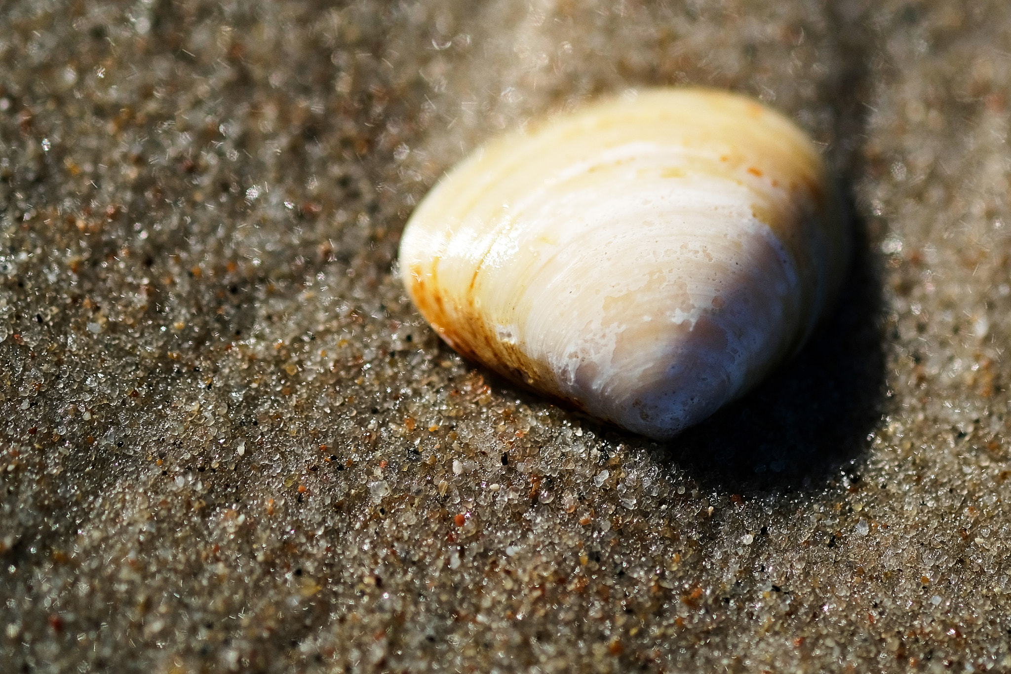 Fujifilm X-T2 + Fujifilm XF 60mm F2.4 R Macro sample photo. 2017-03-22 15.28.53.jpg photography