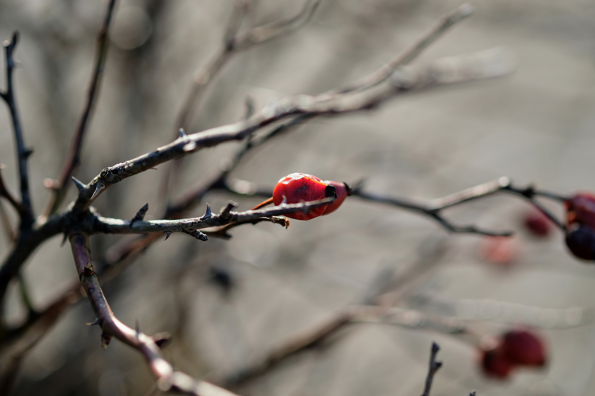 Fujifilm XF 60mm F2.4 R Macro sample photo. 2017-03-22 16.38.12.jpg photography