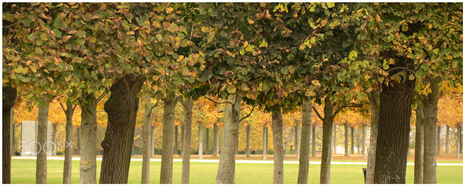 Canon EOS 760D (EOS Rebel T6s / EOS 8000D) sample photo. Perspective d'automne - autumn perspective photography