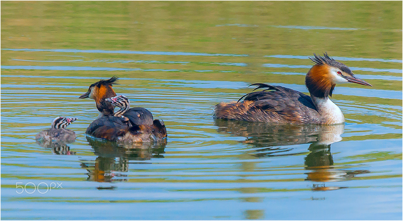 Sony 70-400mm F4-5.6 G SSM sample photo. Great crested grebe with chicks photography