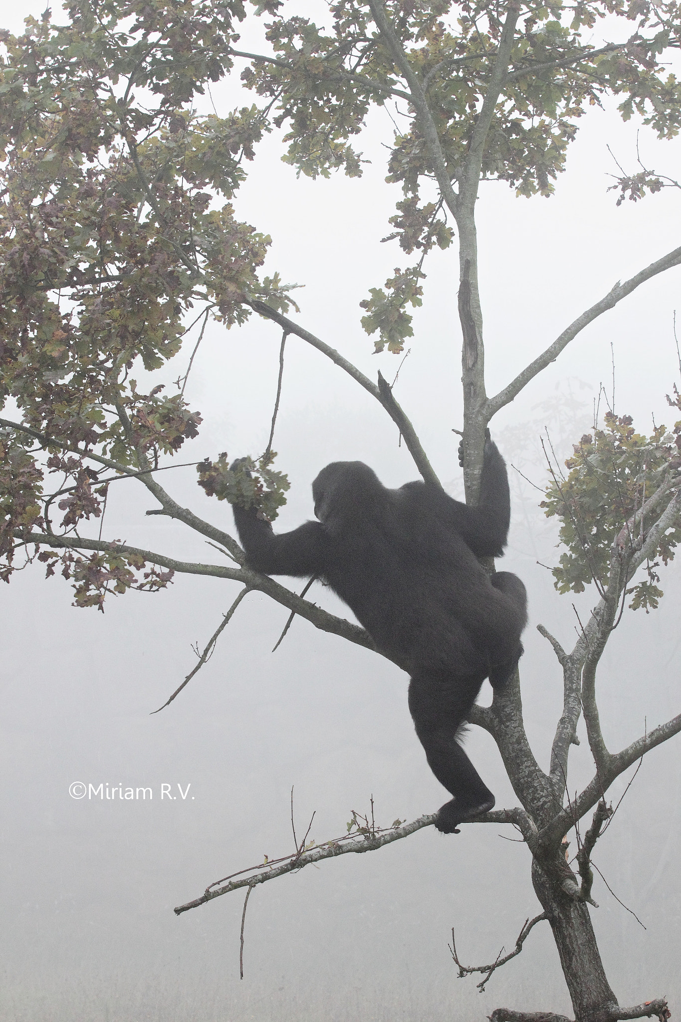 Canon EF 70-200mm F2.8L IS II USM sample photo. Gorila en la niebla photography