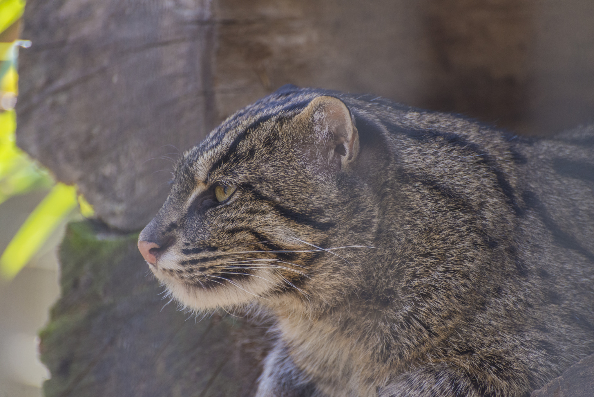 Nikon D600 sample photo. Contemplating photography