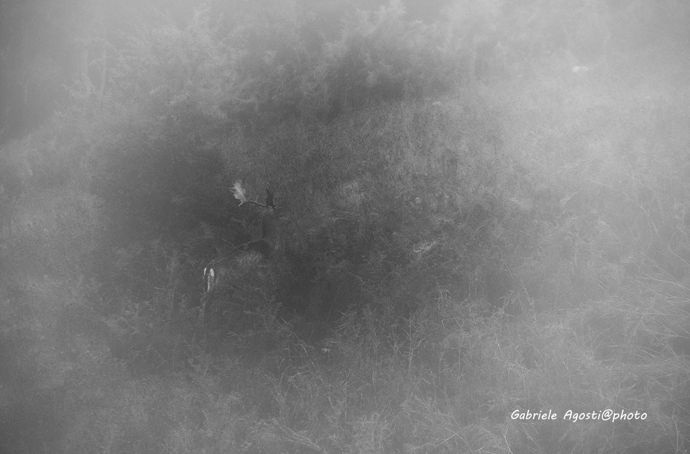 Sigma 70-200mm F2.8 EX DG OS HSM sample photo. Daino nella nebbia photography