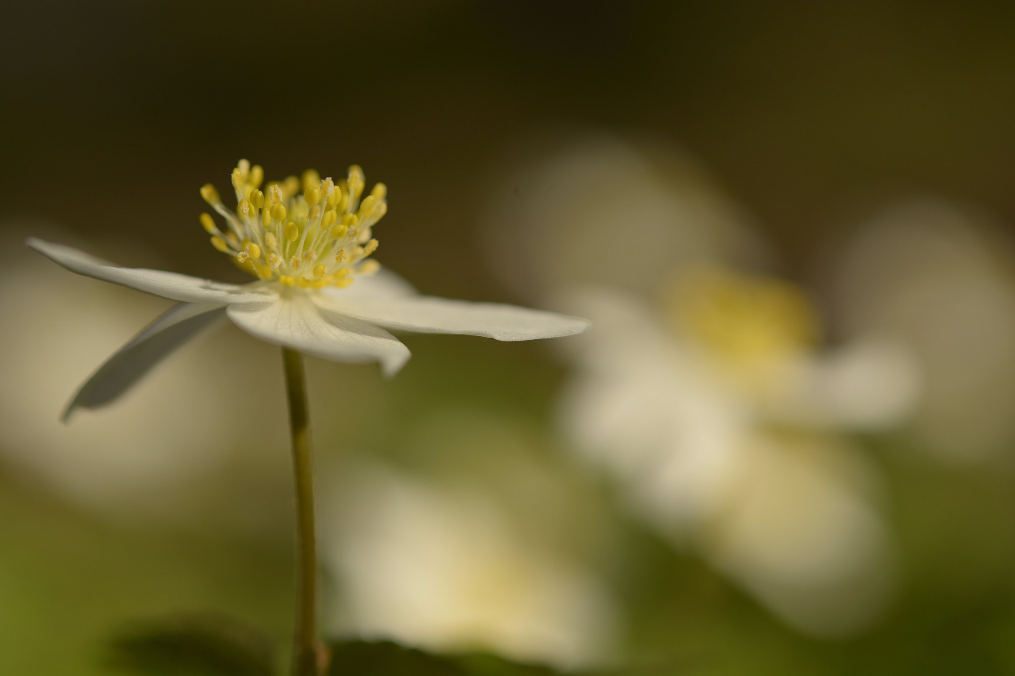 Nikon D7100 + Nikon AF-S Micro-Nikkor 60mm F2.8G ED sample photo. Buschwindröschen photography