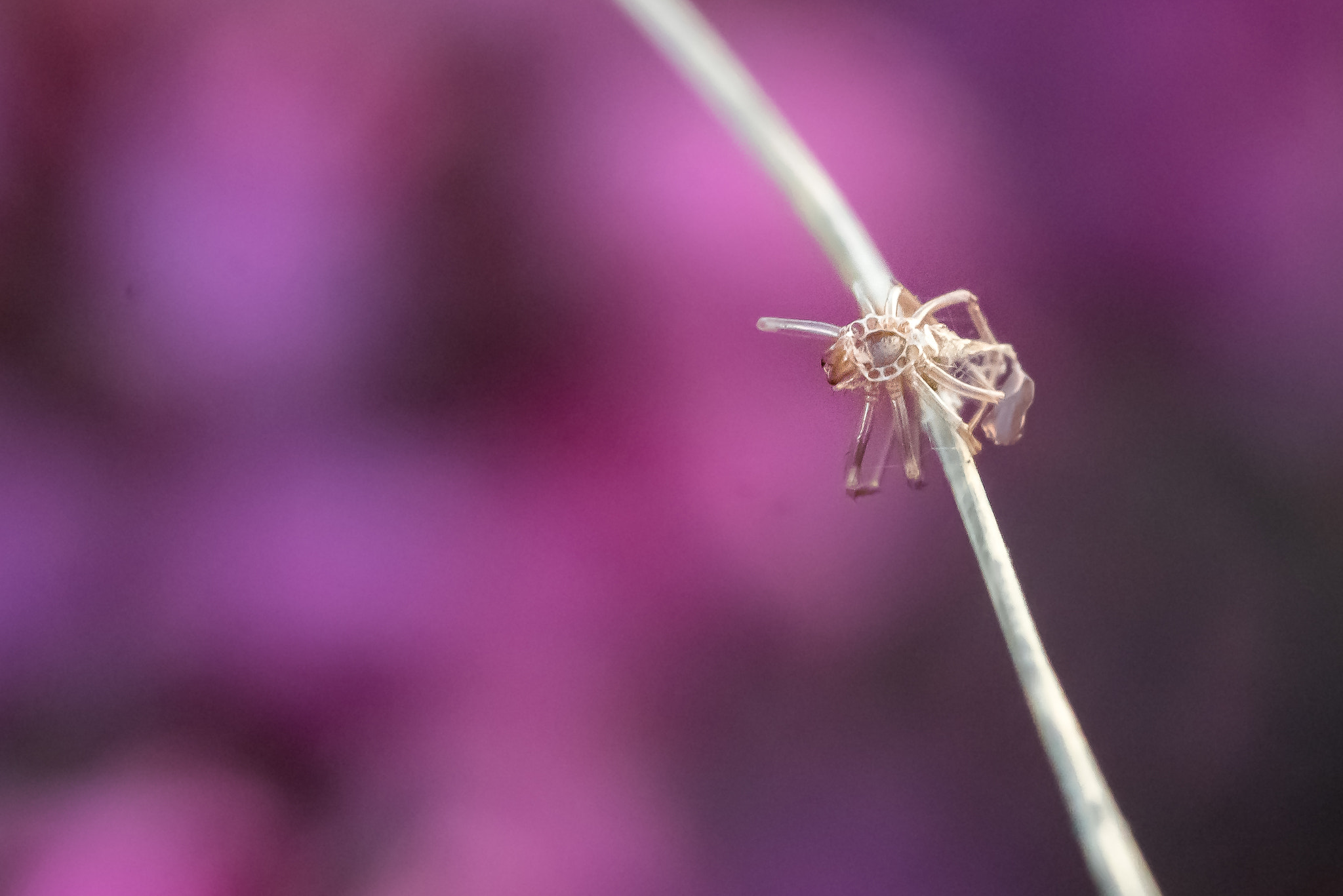Sony a7R II + Canon EF 100mm F2.8L Macro IS USM sample photo. Spider or anything else photography