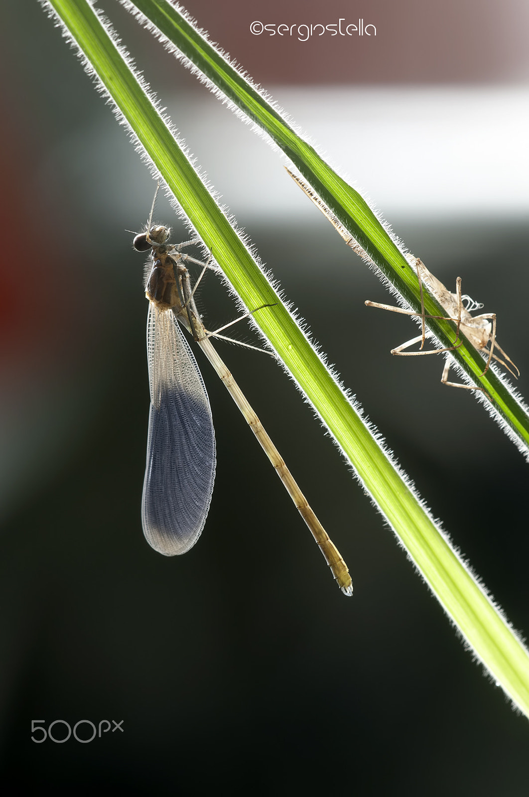 Nikon D90 + Sigma 150mm F2.8 EX DG Macro HSM sample photo. Damigella in controluce___ photography