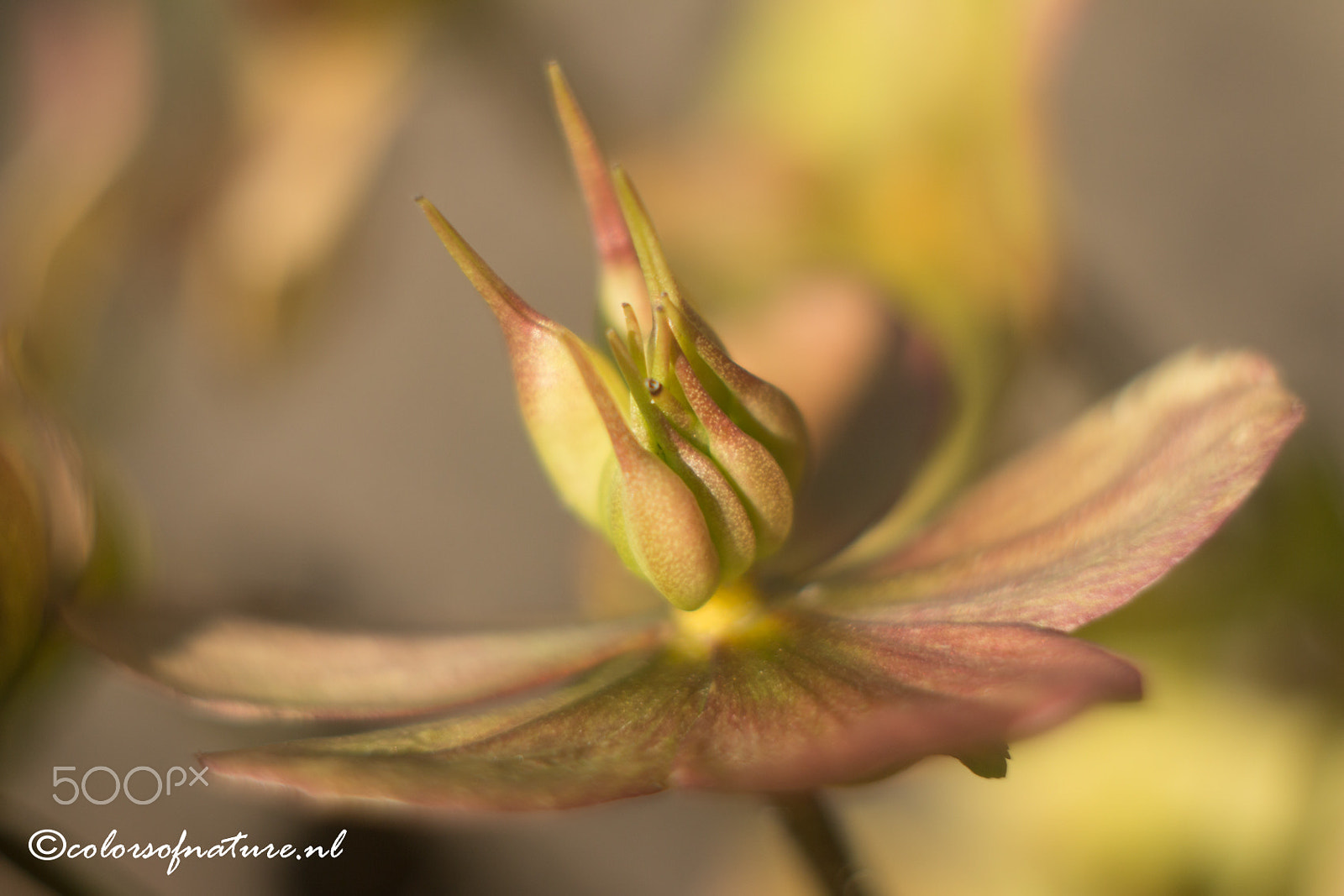 Canon EF 35-80mm f/4-5.6 sample photo. Helleborus photography