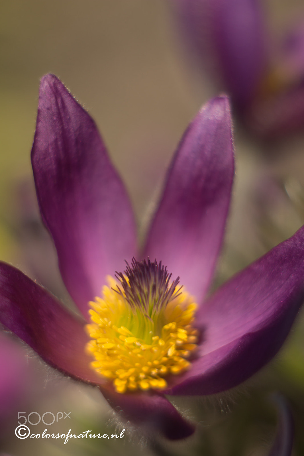 Canon EF 35-80mm f/4-5.6 sample photo. Pulsatilla photography