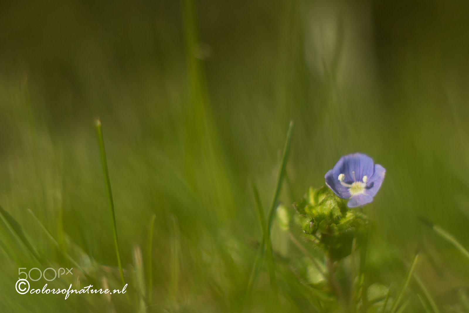 Canon EF 35-80mm f/4-5.6 sample photo. Tiny photography