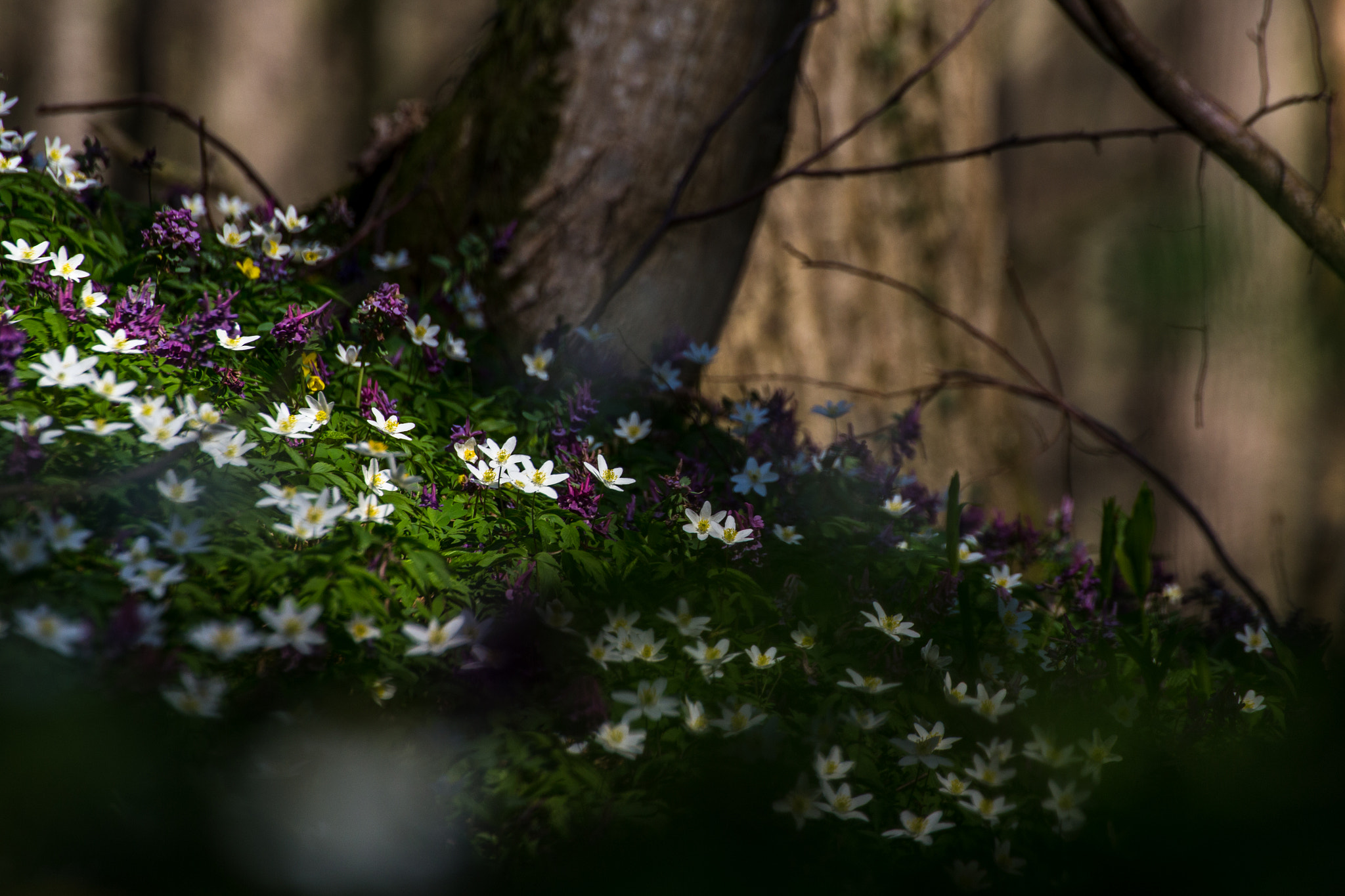 Canon EOS 60D sample photo. Symphony photography
