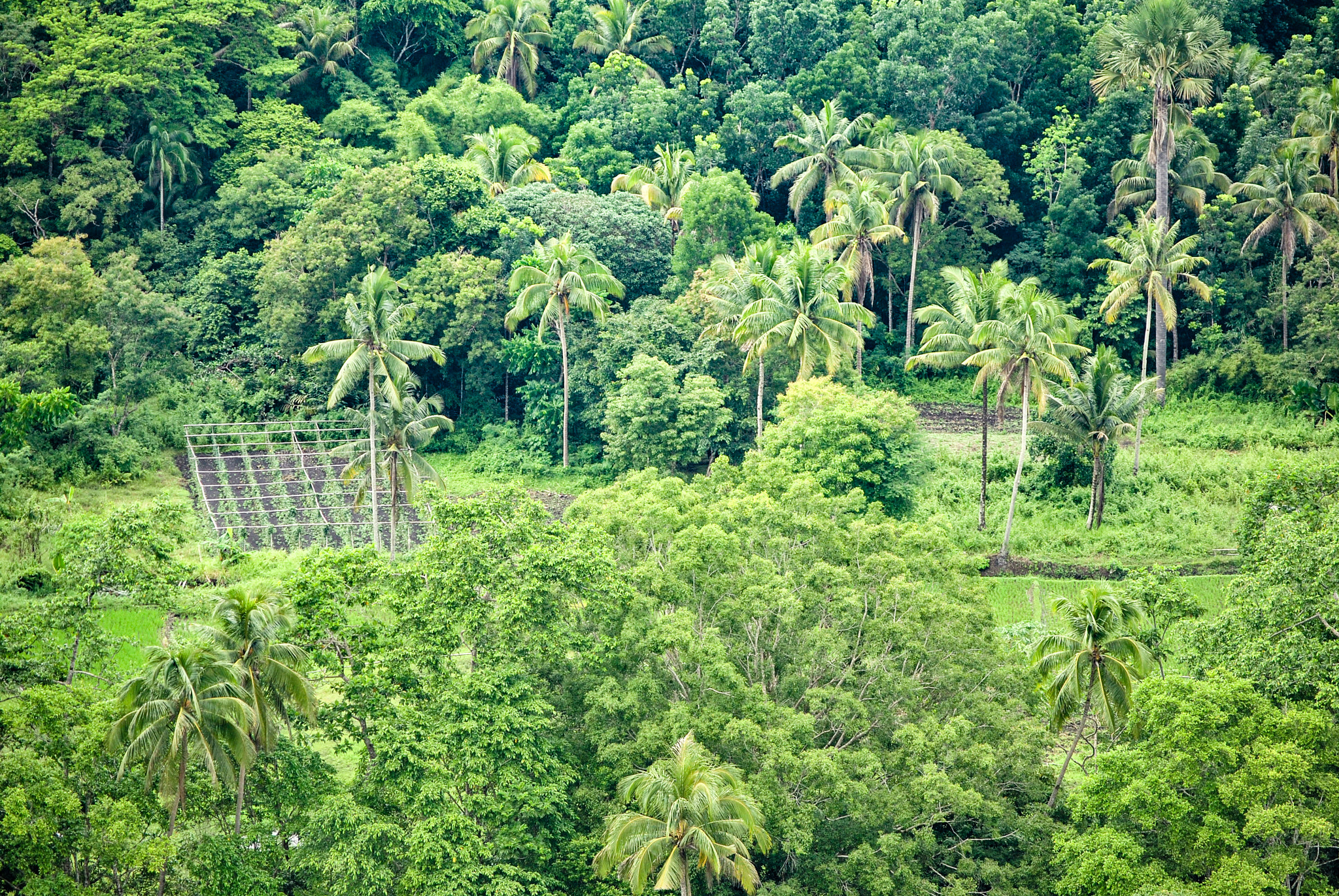 Nikon D3000 sample photo. Bohol, philippines photography