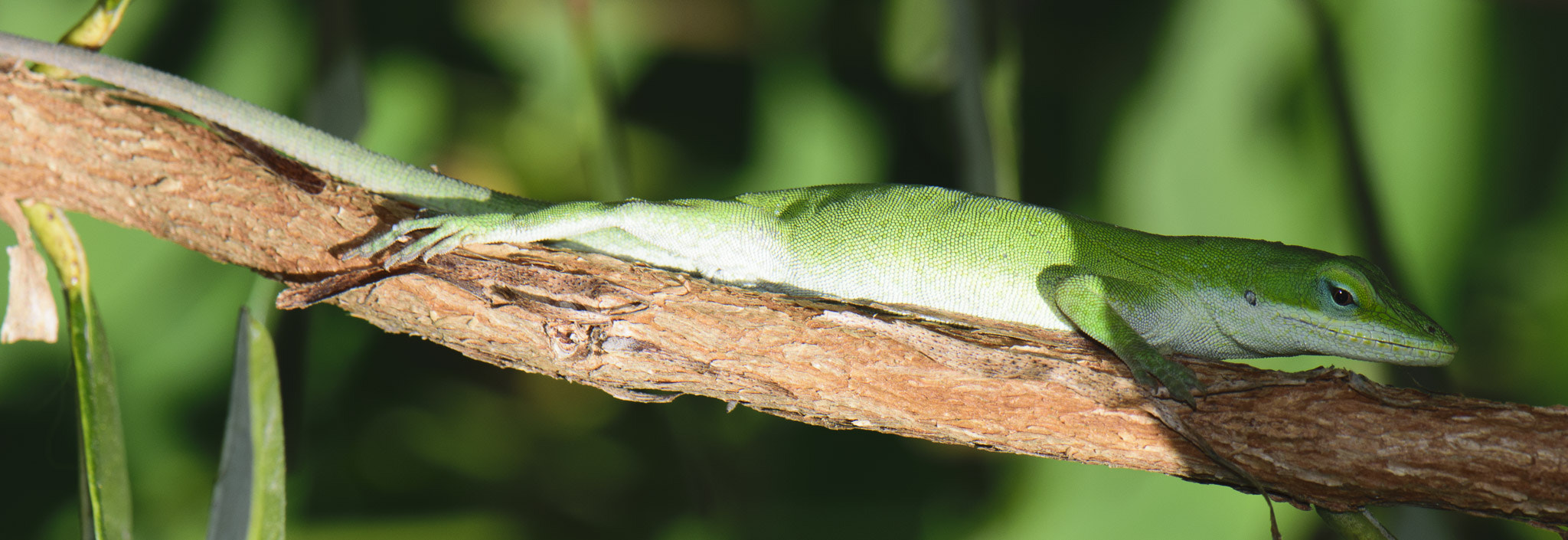 Nikon AF-S DX Micro-Nikkor 85mm F3.5G ED VR sample photo. Lizard photography