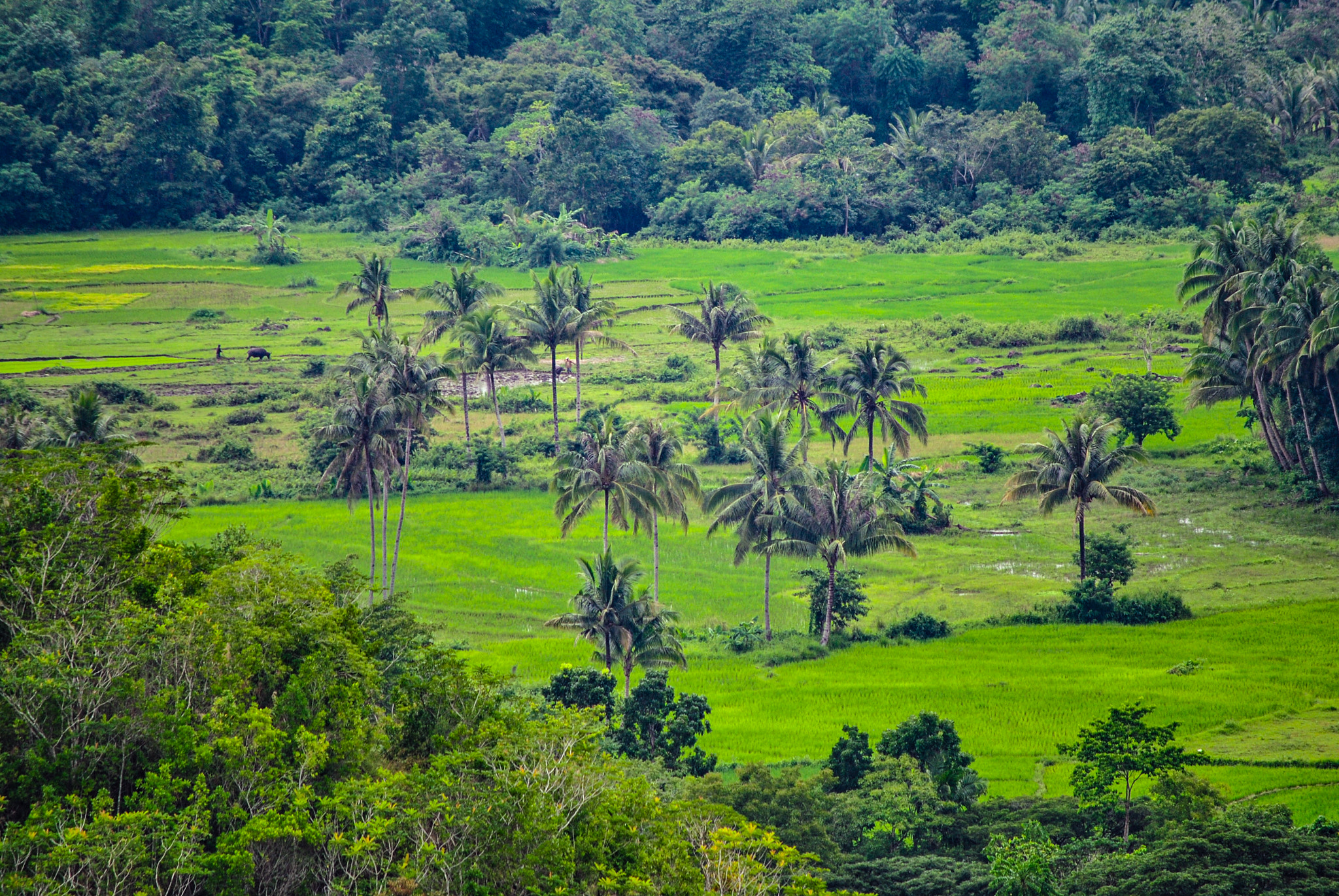 Nikon D3000 sample photo. Bohol, philippines photography