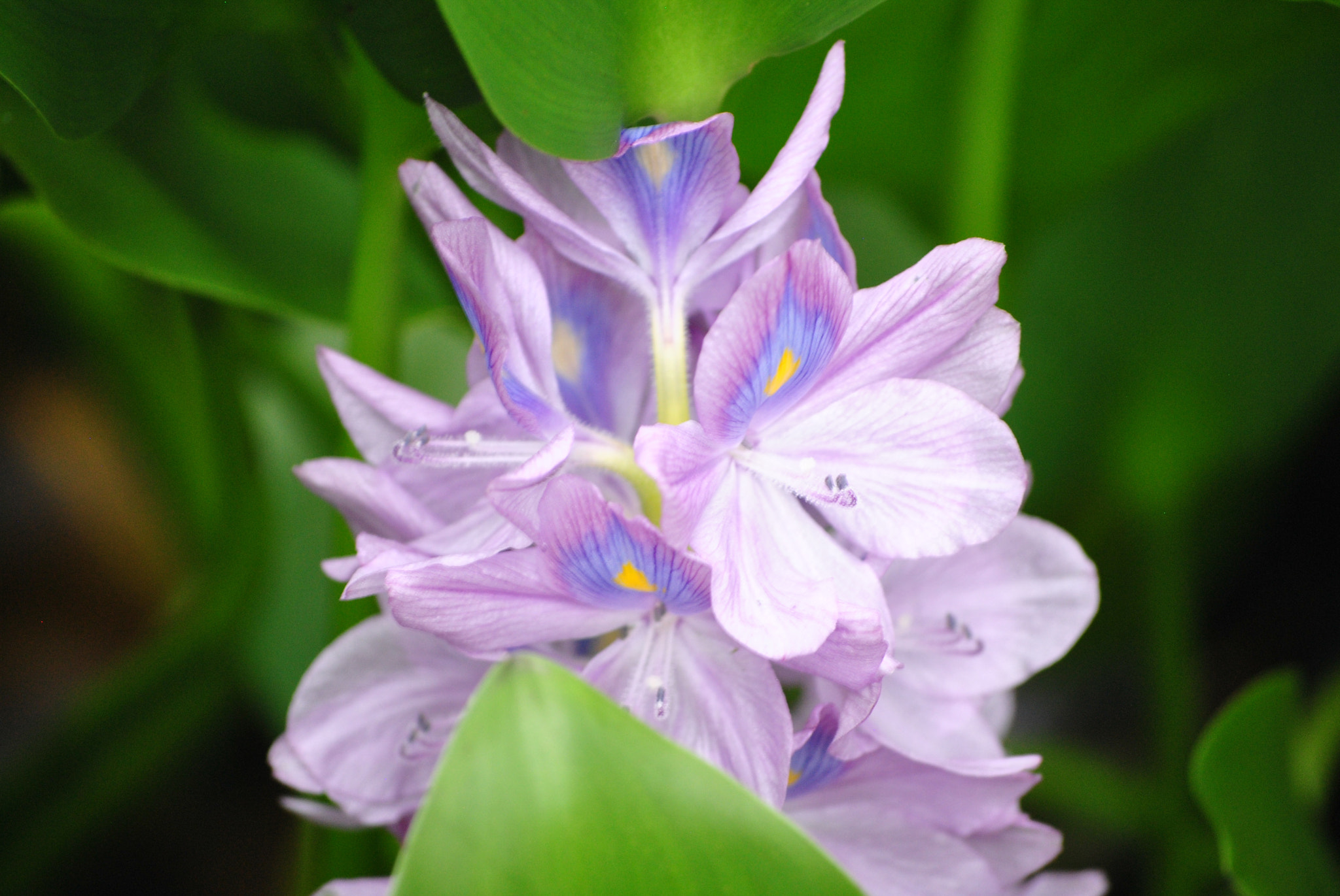 Nikon D3000 sample photo. Bohol, philippines photography