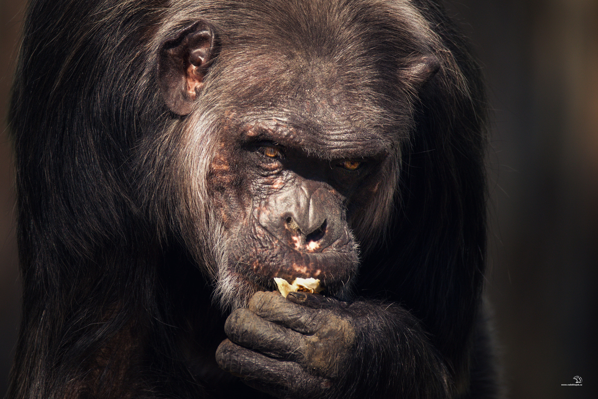 Canon EOS 70D sample photo. šimpanz učenlivý photography