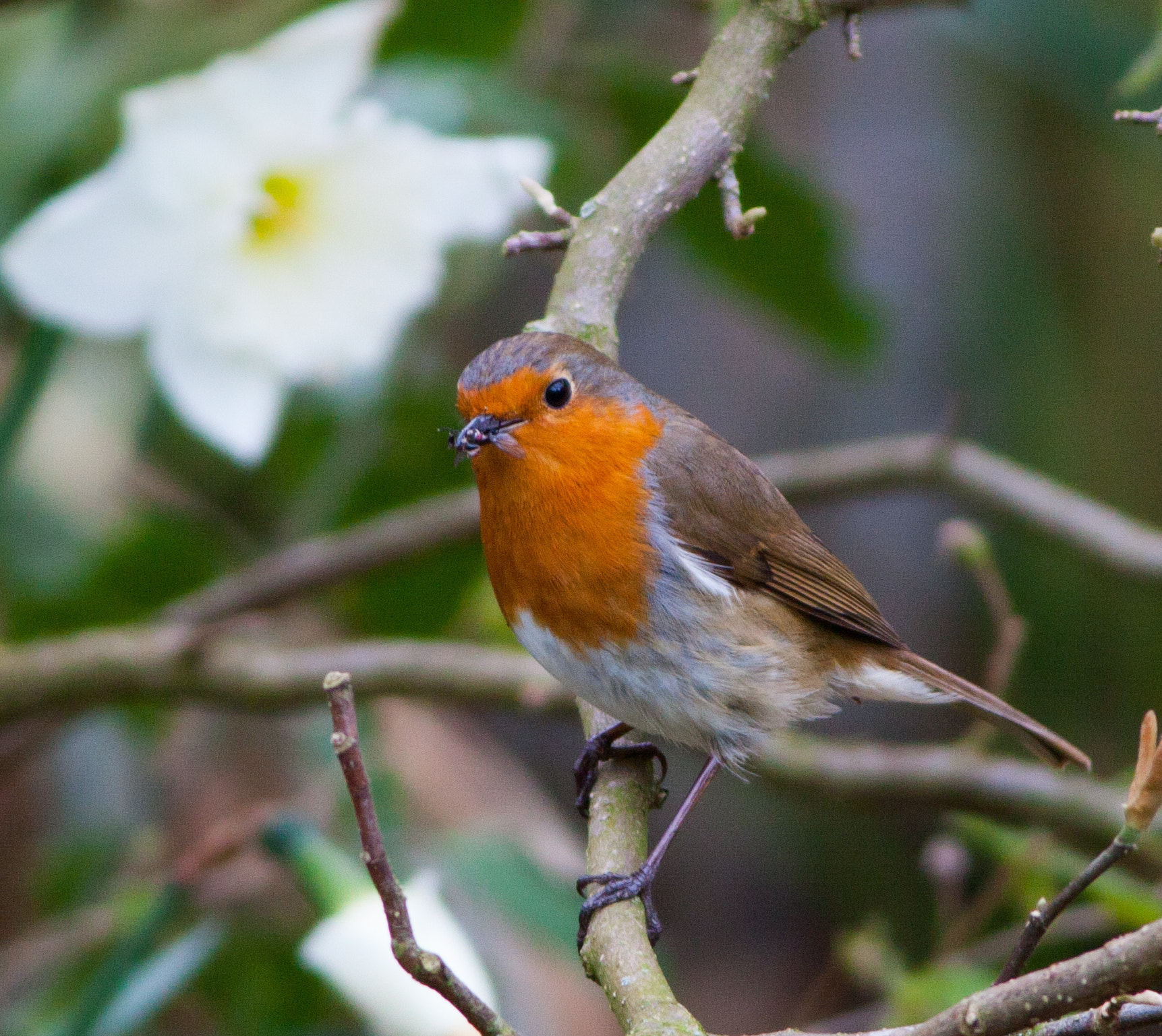 Canon EOS 50D + Canon EF 400mm F5.6L USM sample photo. Robin 7 (erithacus rubecula) photography