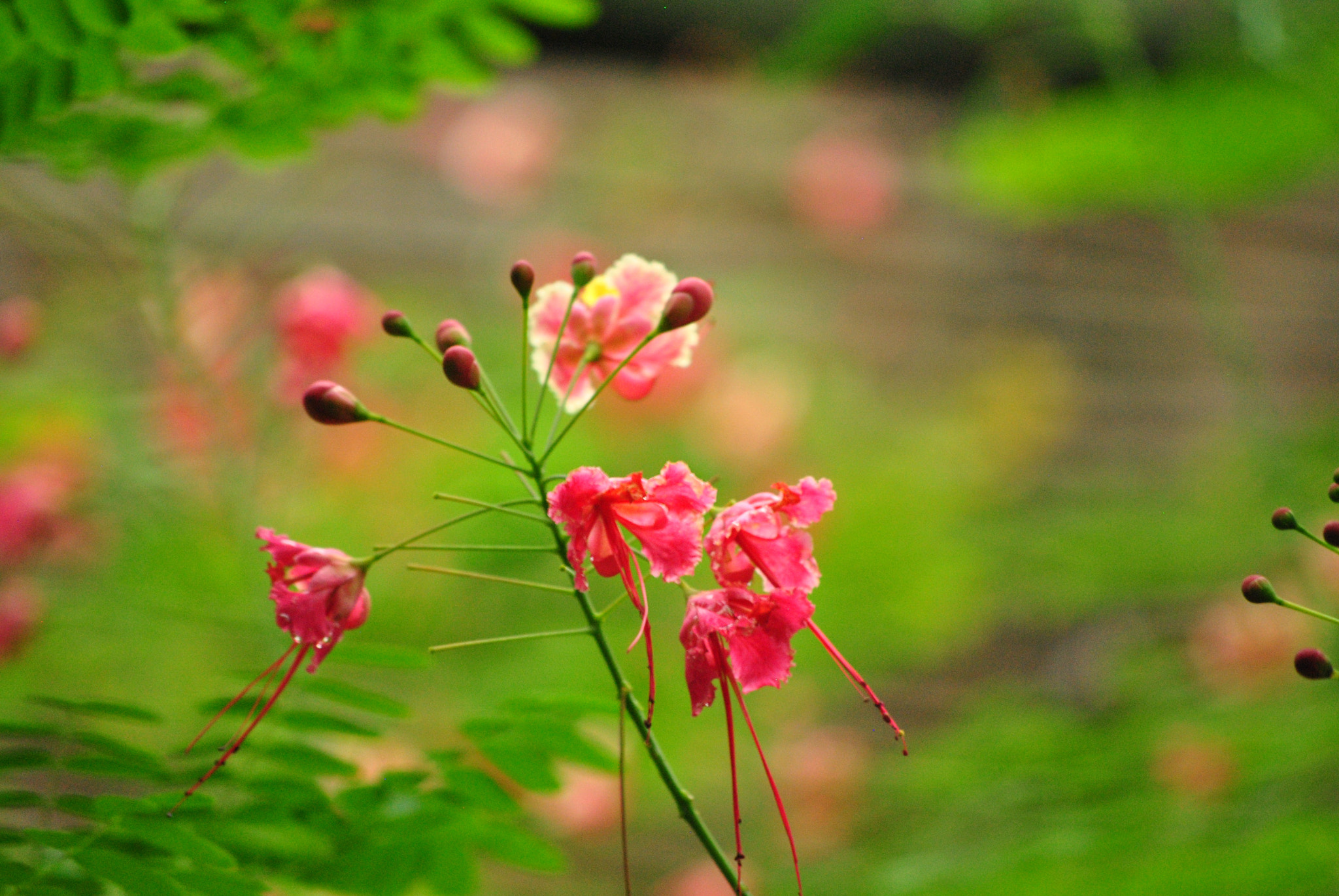 Nikon D3000 sample photo. Bohol, philippines photography