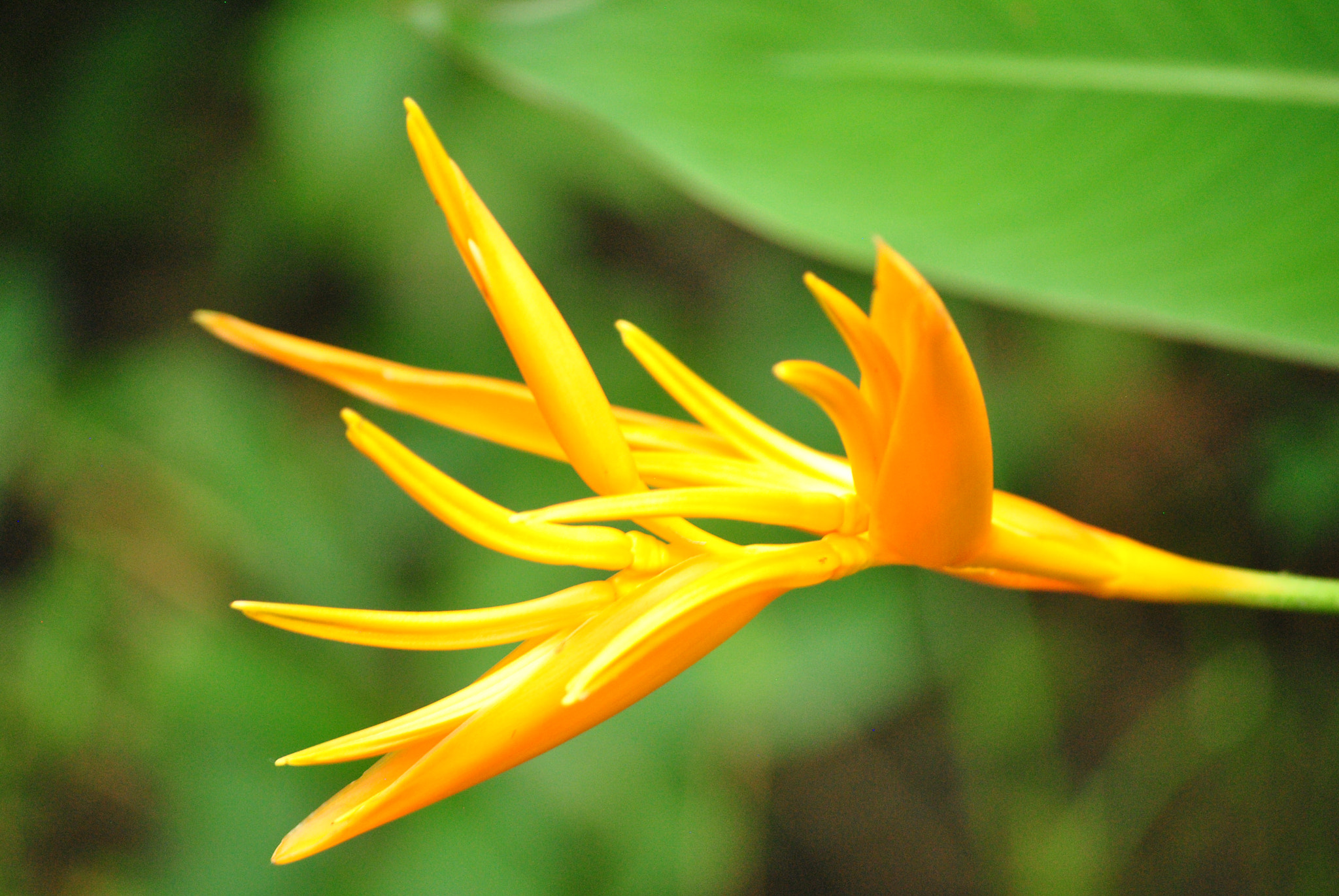 Nikon D3000 sample photo. Bohol, philippines photography