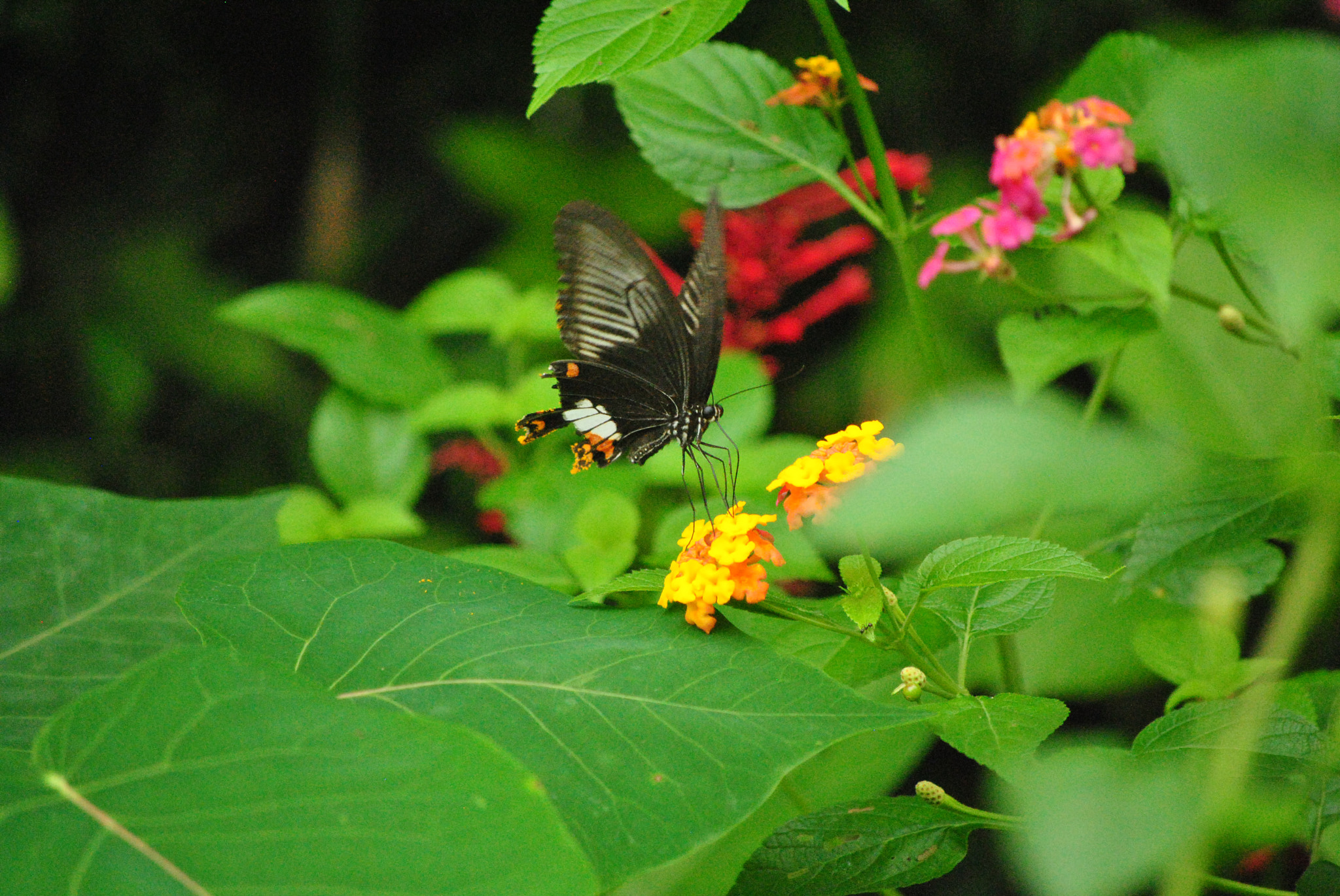 Nikon D3000 sample photo. Bohol, philippines photography